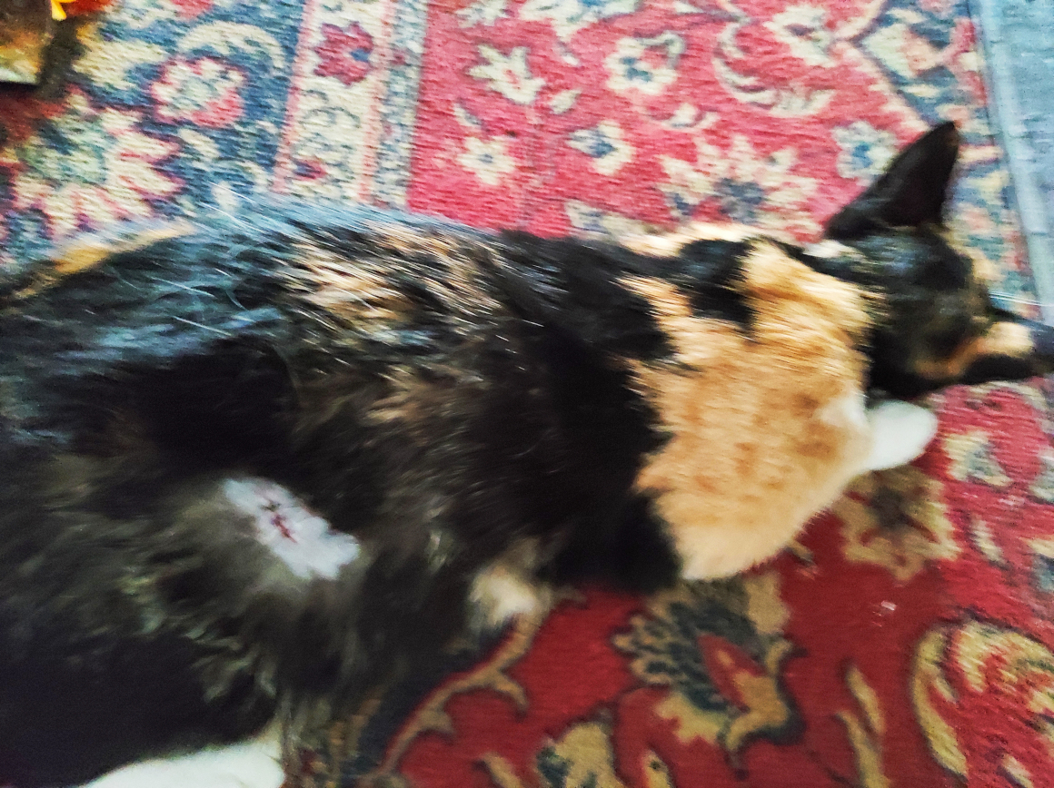 MVDr. Jiří Beneš foto 1