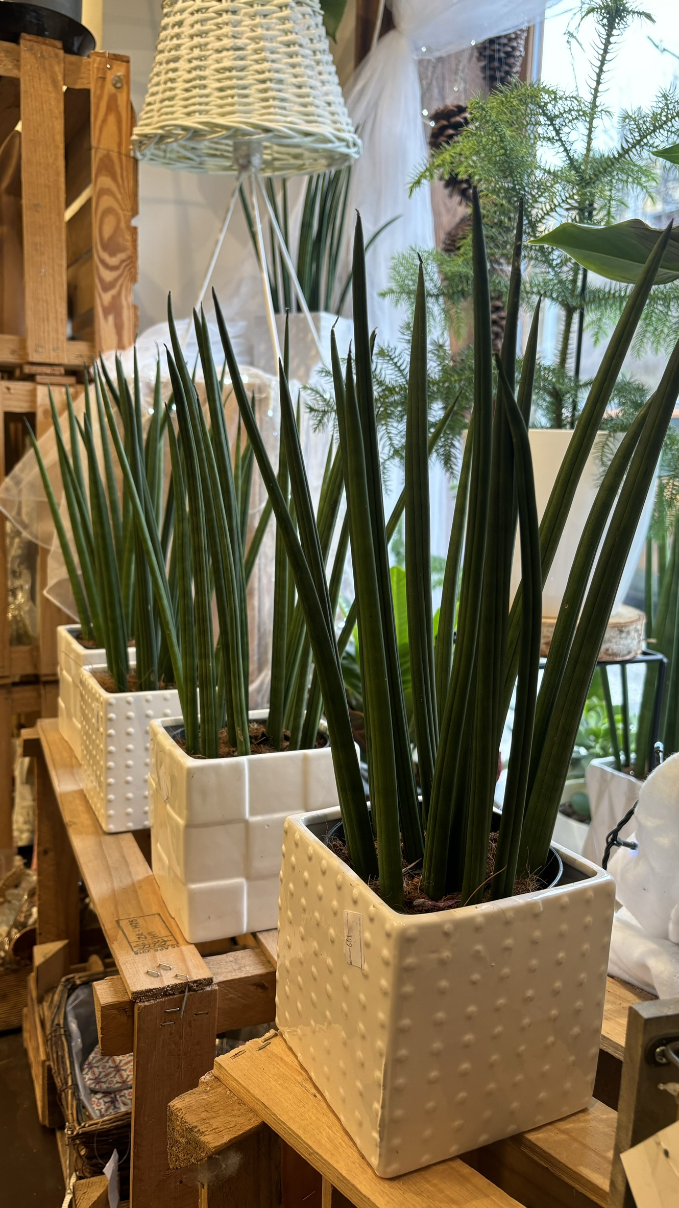 Květinářství kytku.cz foto 6