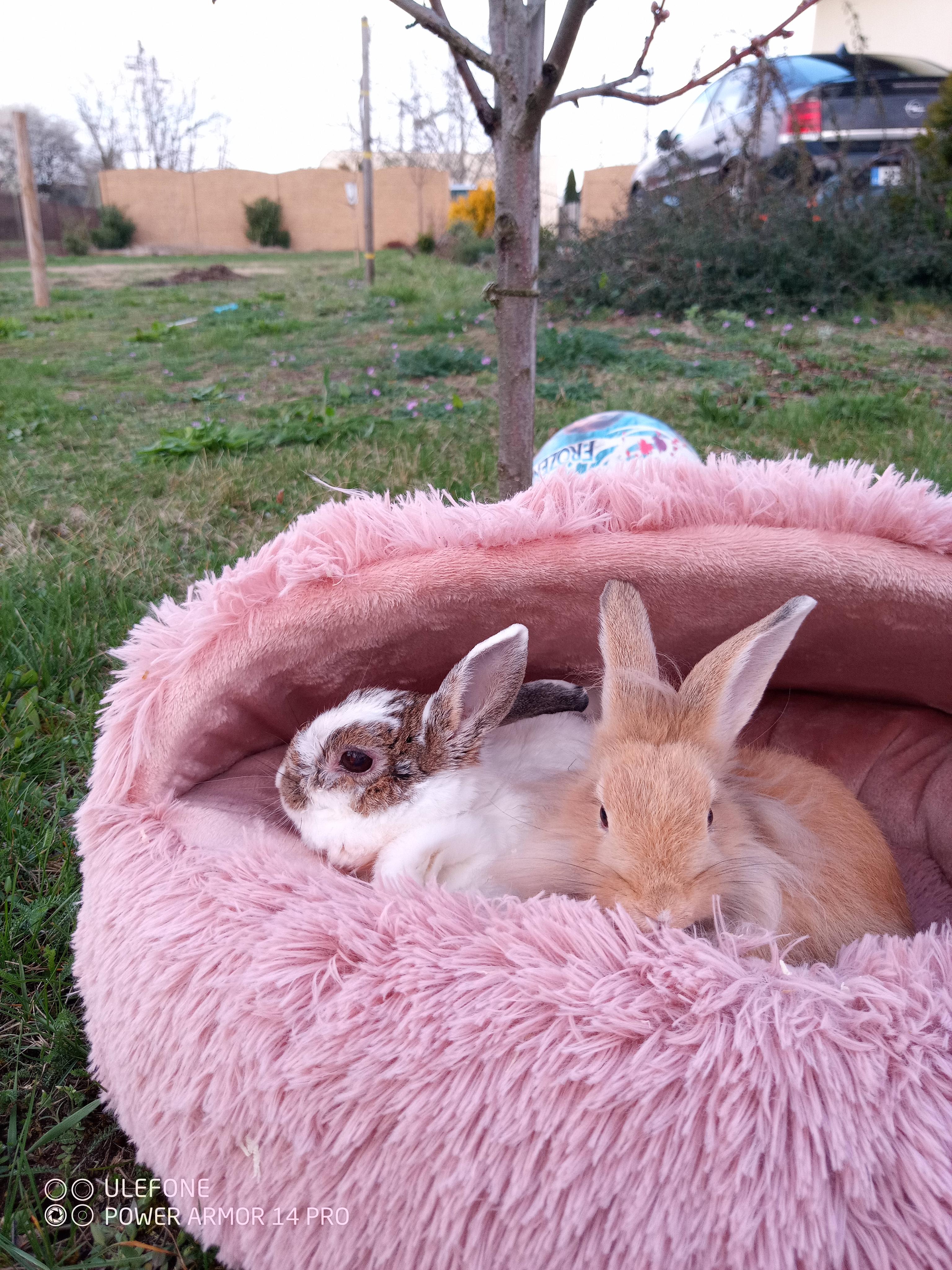 MVDr. Jindřich Nešpor foto 3