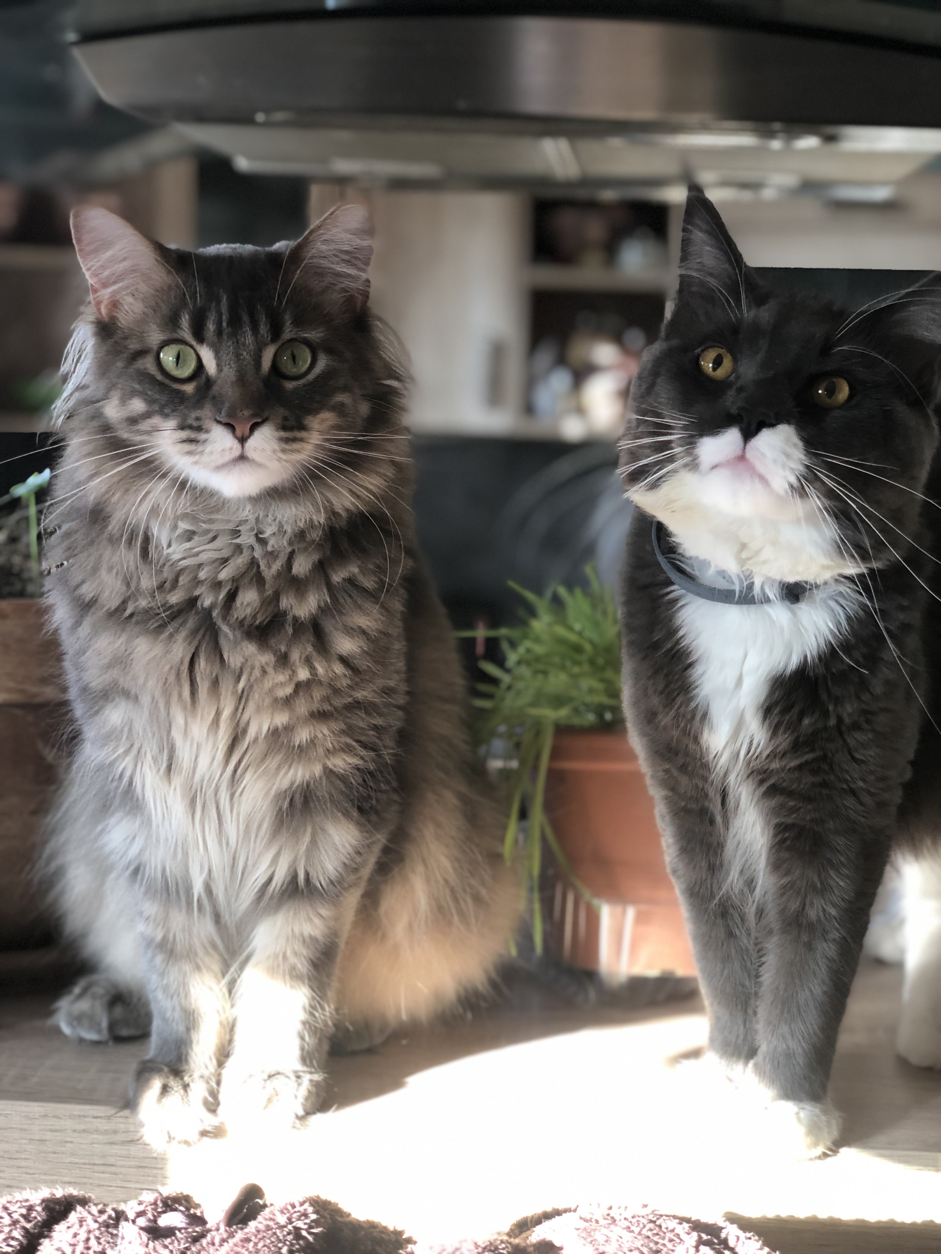 Veterinární klinika MVDr. Gebauer Marek foto 4
