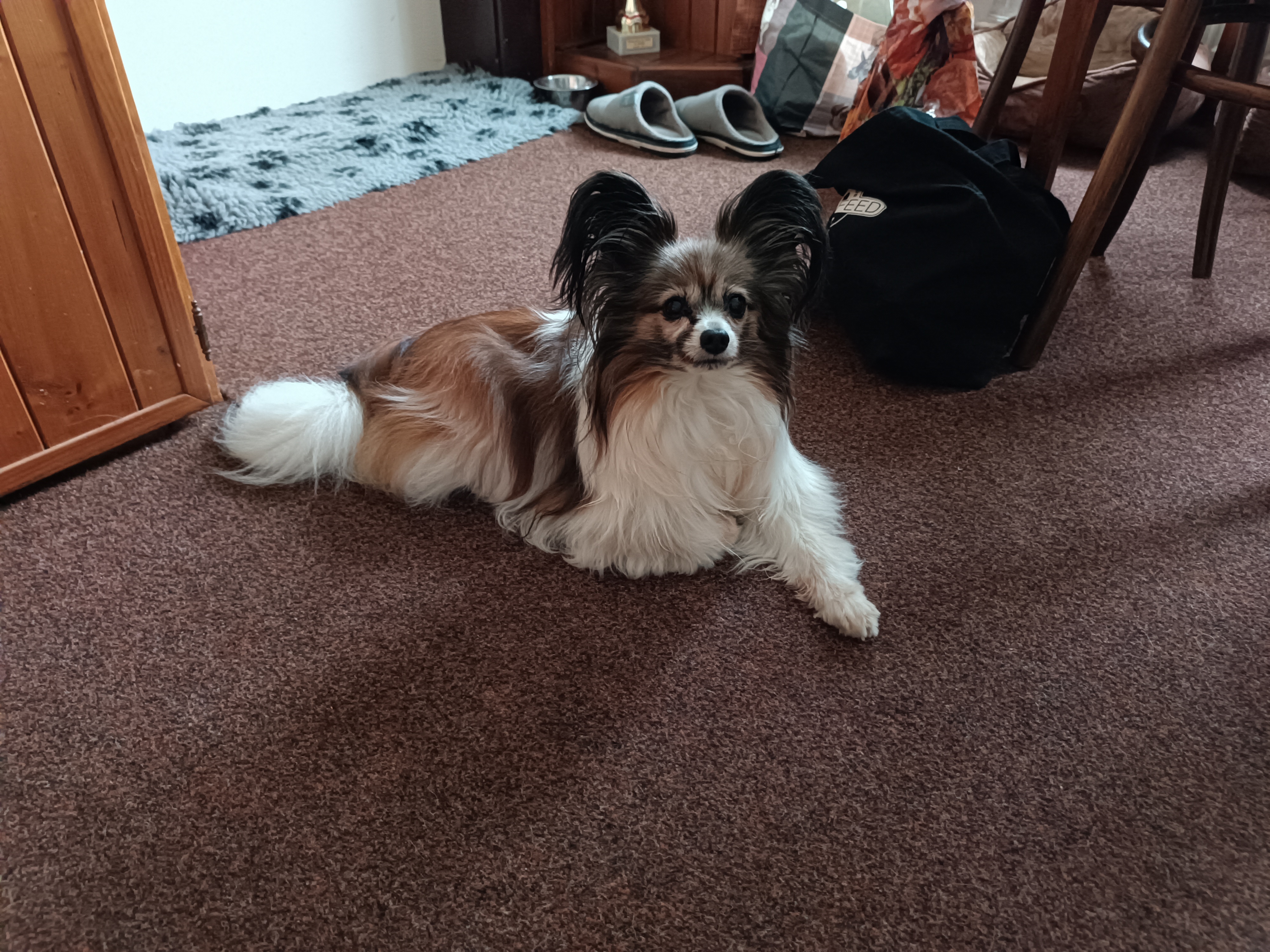 Veterinární ordinace Šoman foto 2