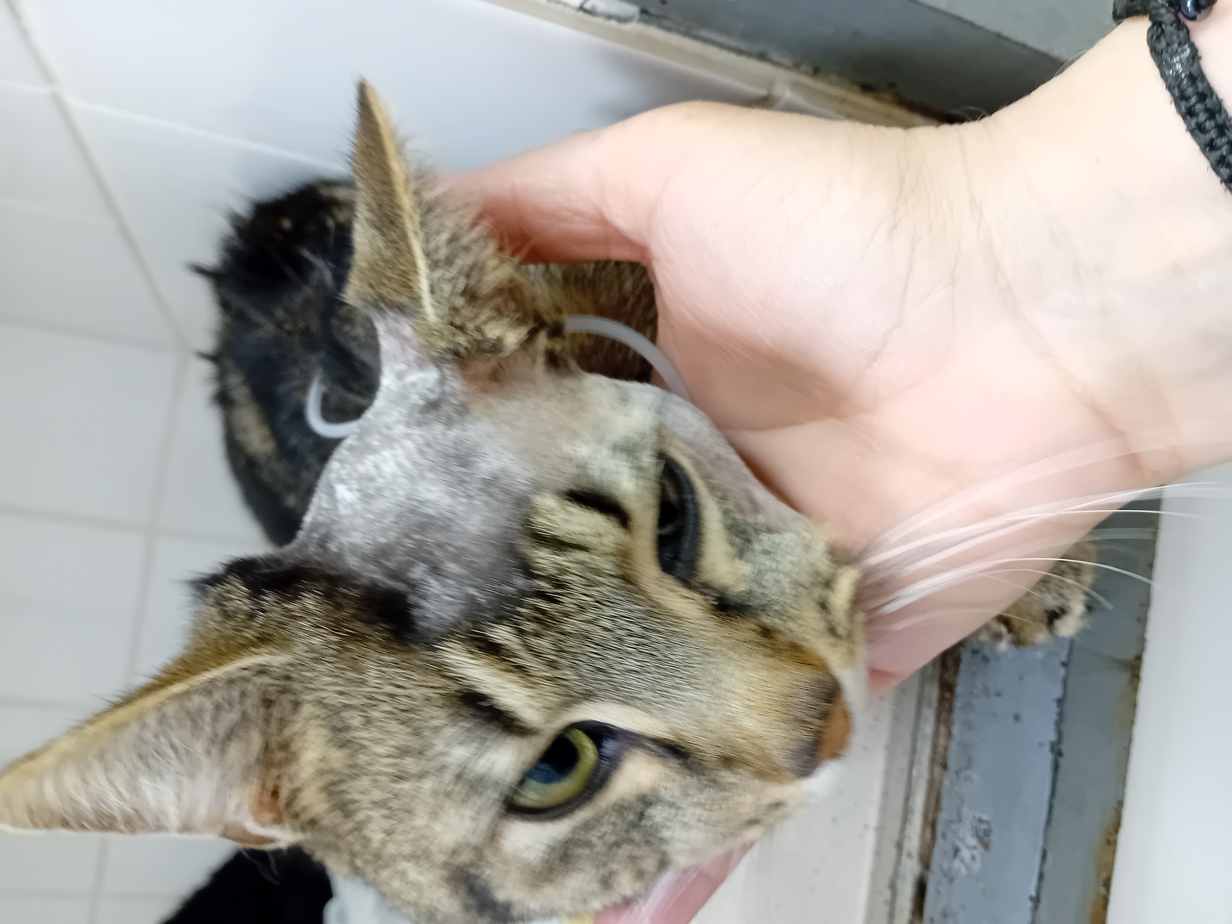 Veterinární klinika Zbraslav foto 6