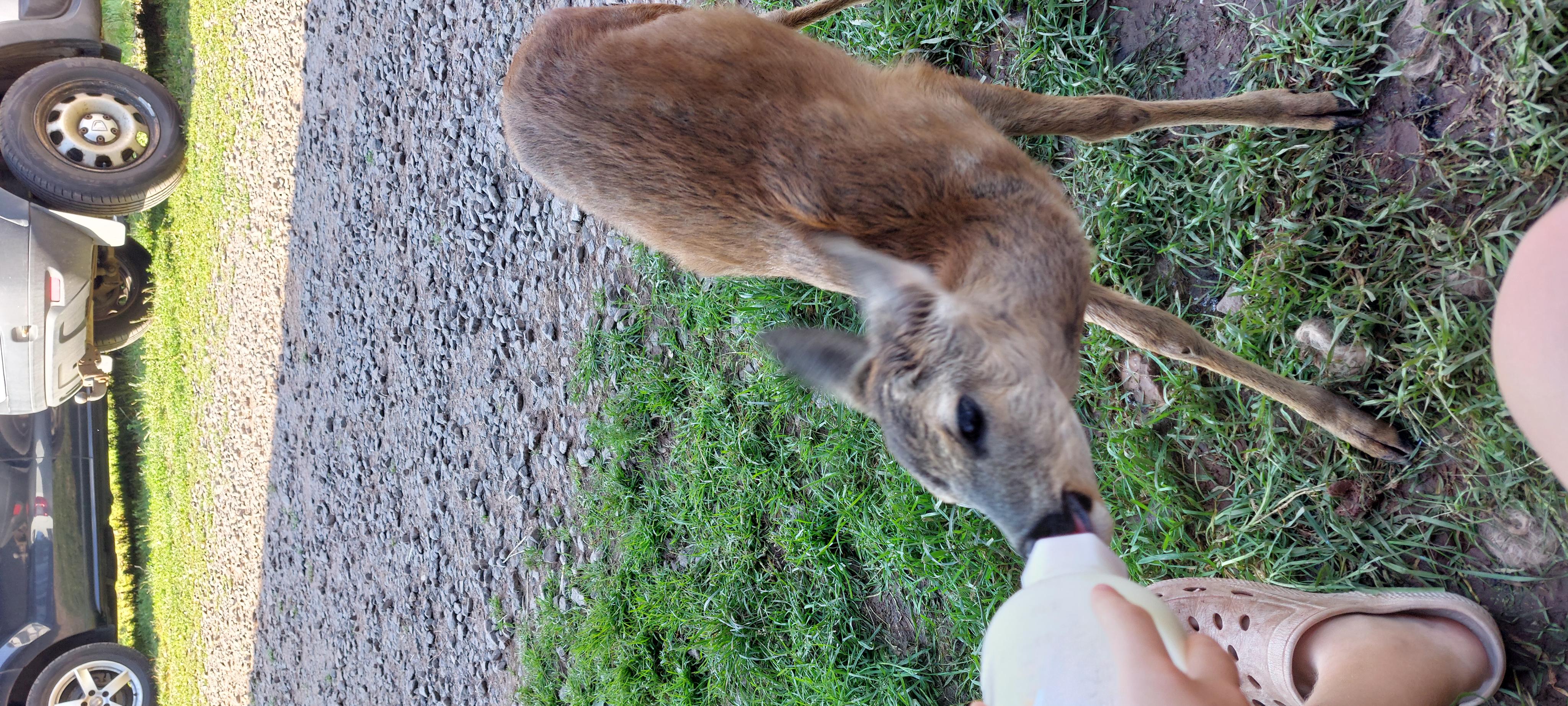 Farma Hermína- ubytování, zážitky foto 3