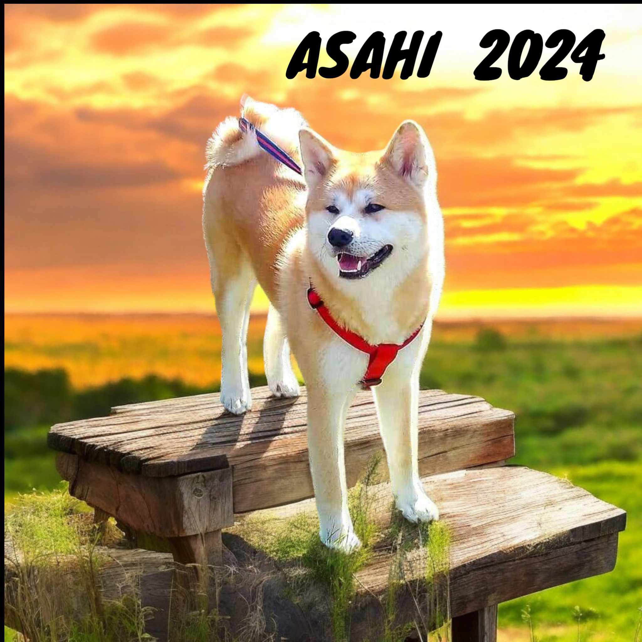 Akita Inu Chovatelská stanice - Fuji No Shibuya foto 6