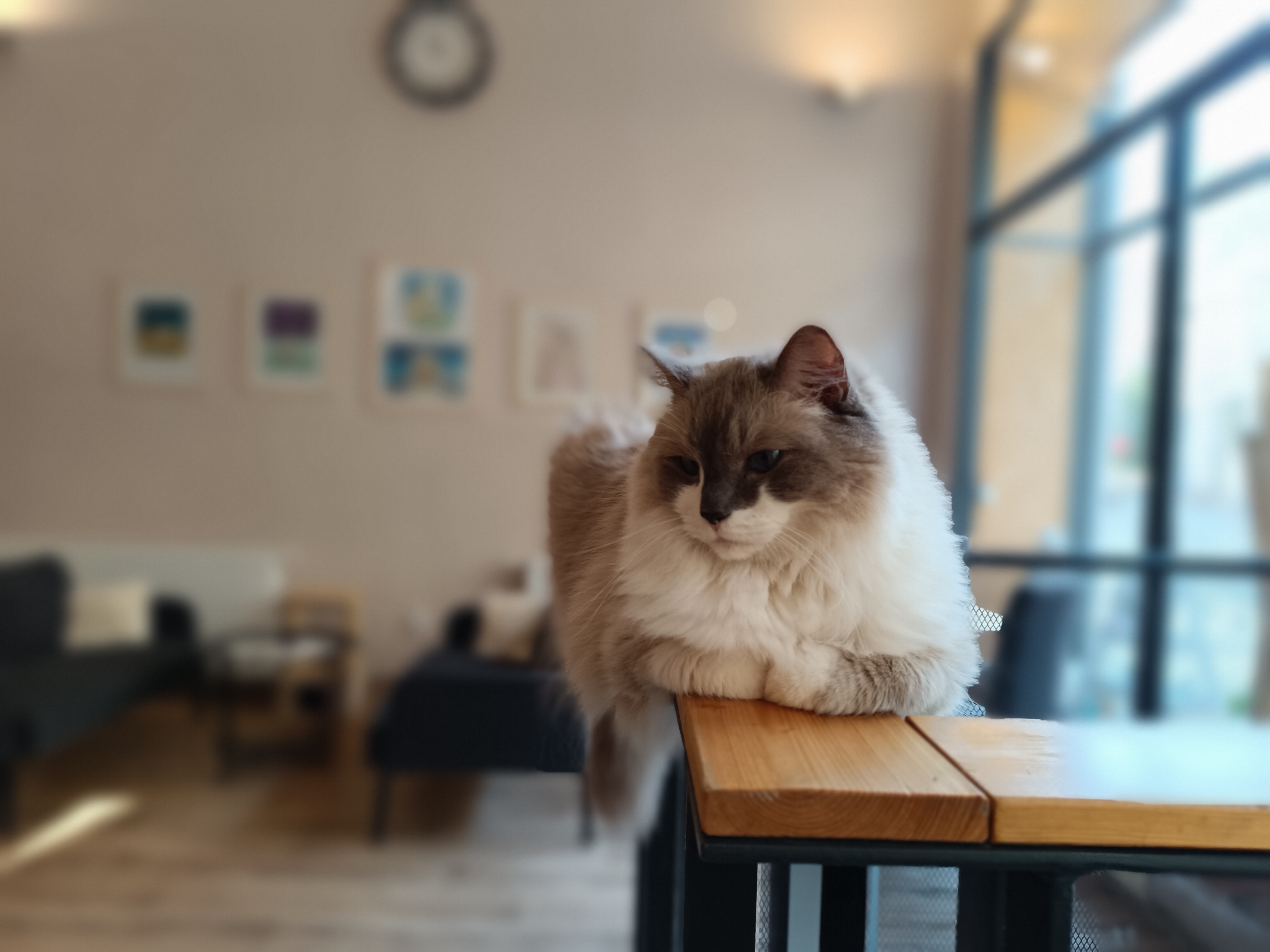 Catfé Kočičárna foto 2
