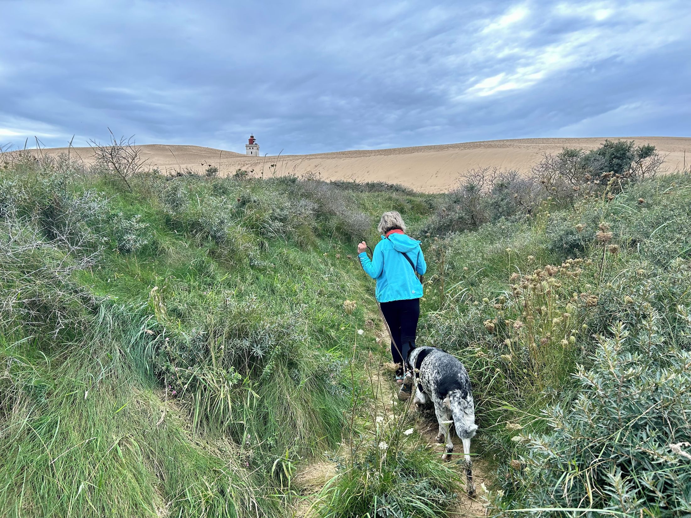 Rubjerg Knude Klitplantage