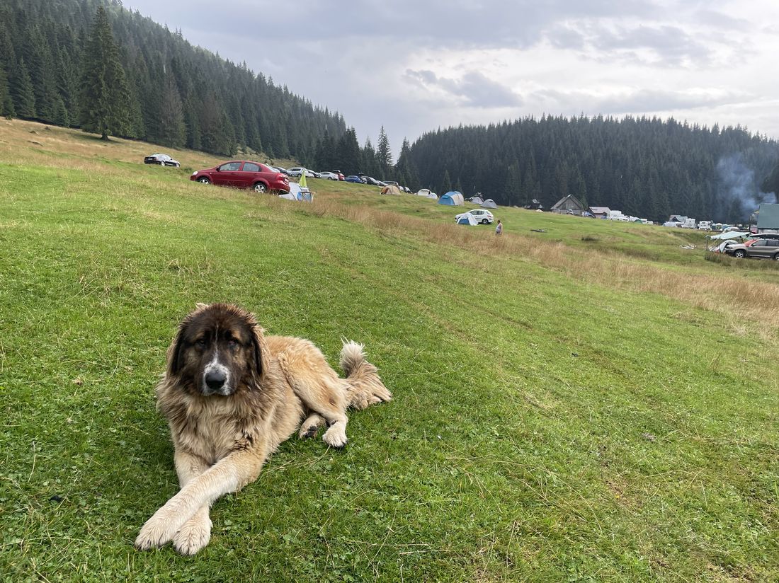 Domeniile Panciu Fetească Neagră (na czwartą łapę)