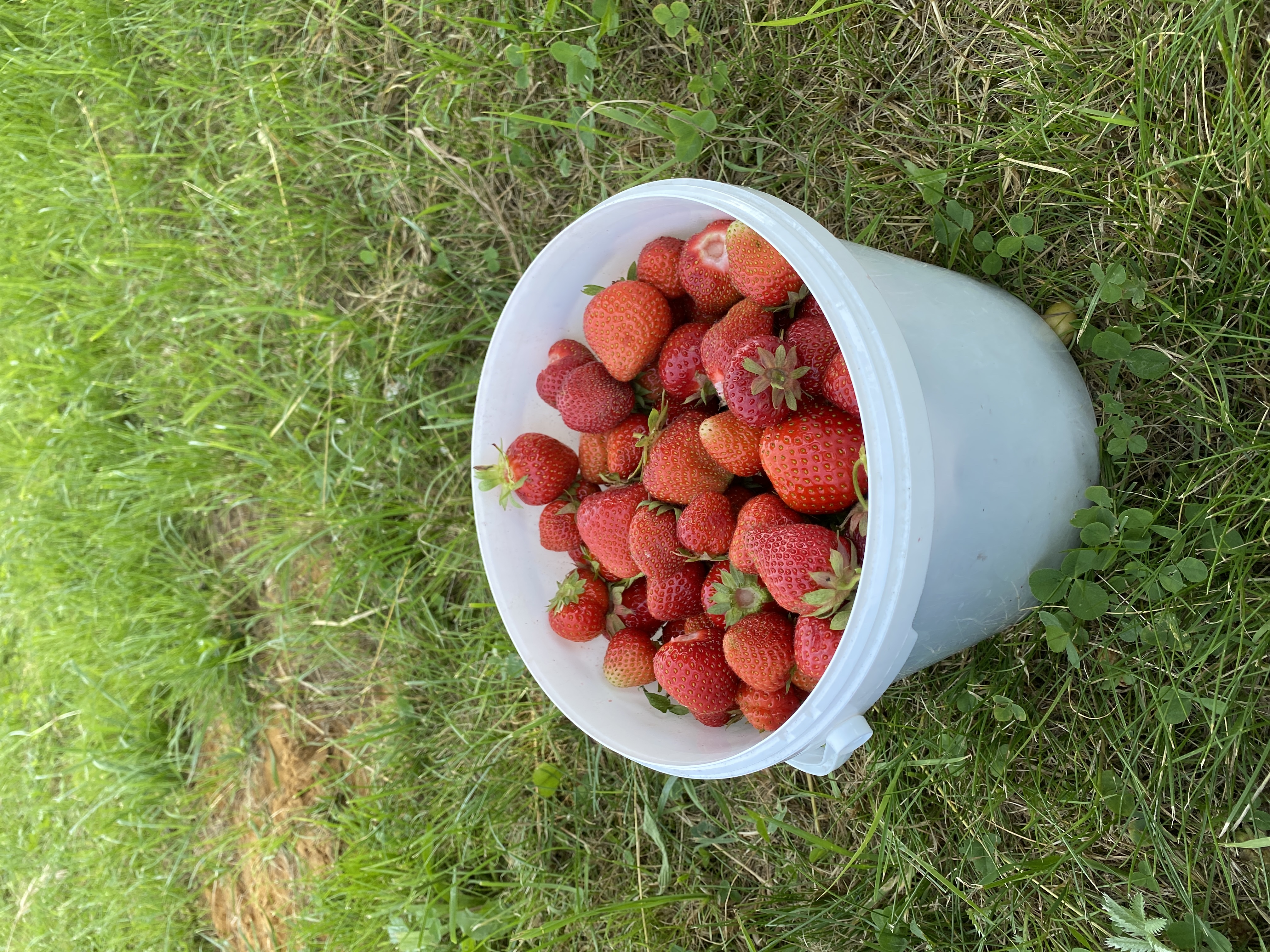 Jahodárna Sedlčánky foto 6