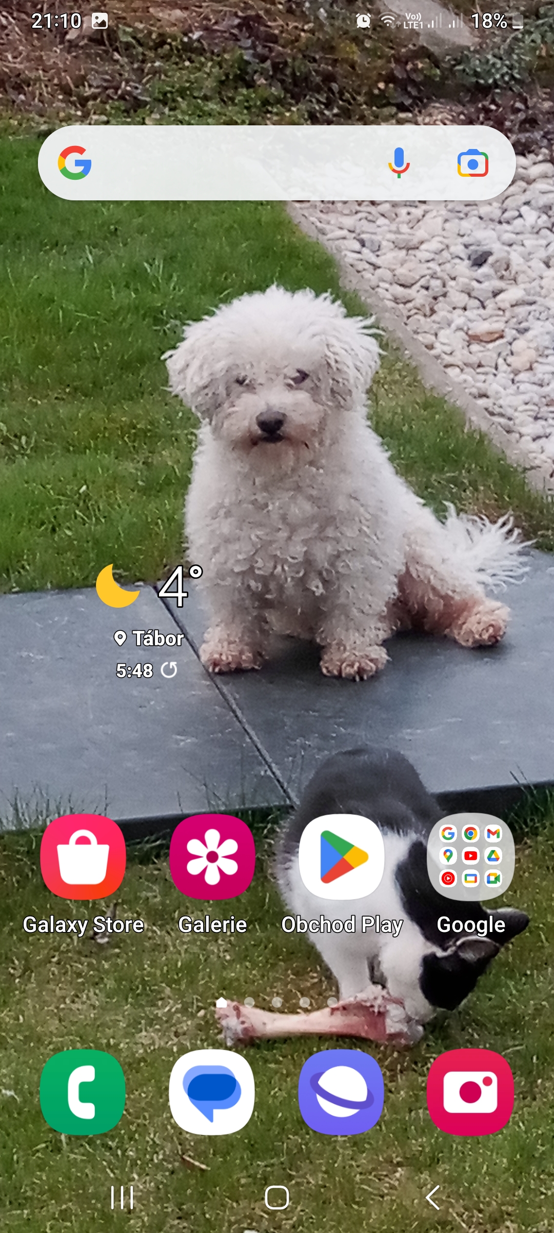 MVDr. Adriána Szemánová foto 2