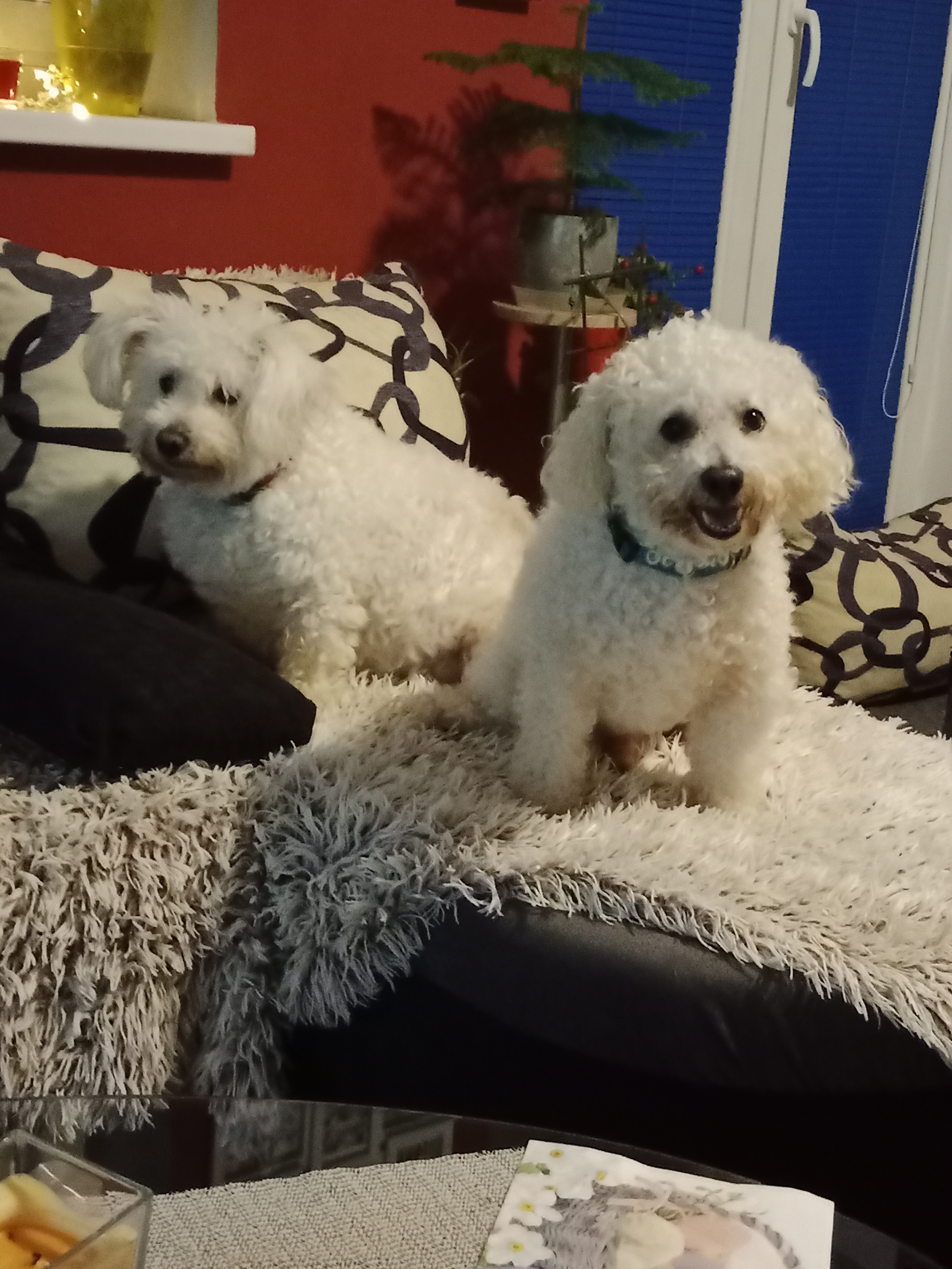 Veterinární ordinace MVDr. Eva Rouseková foto 3