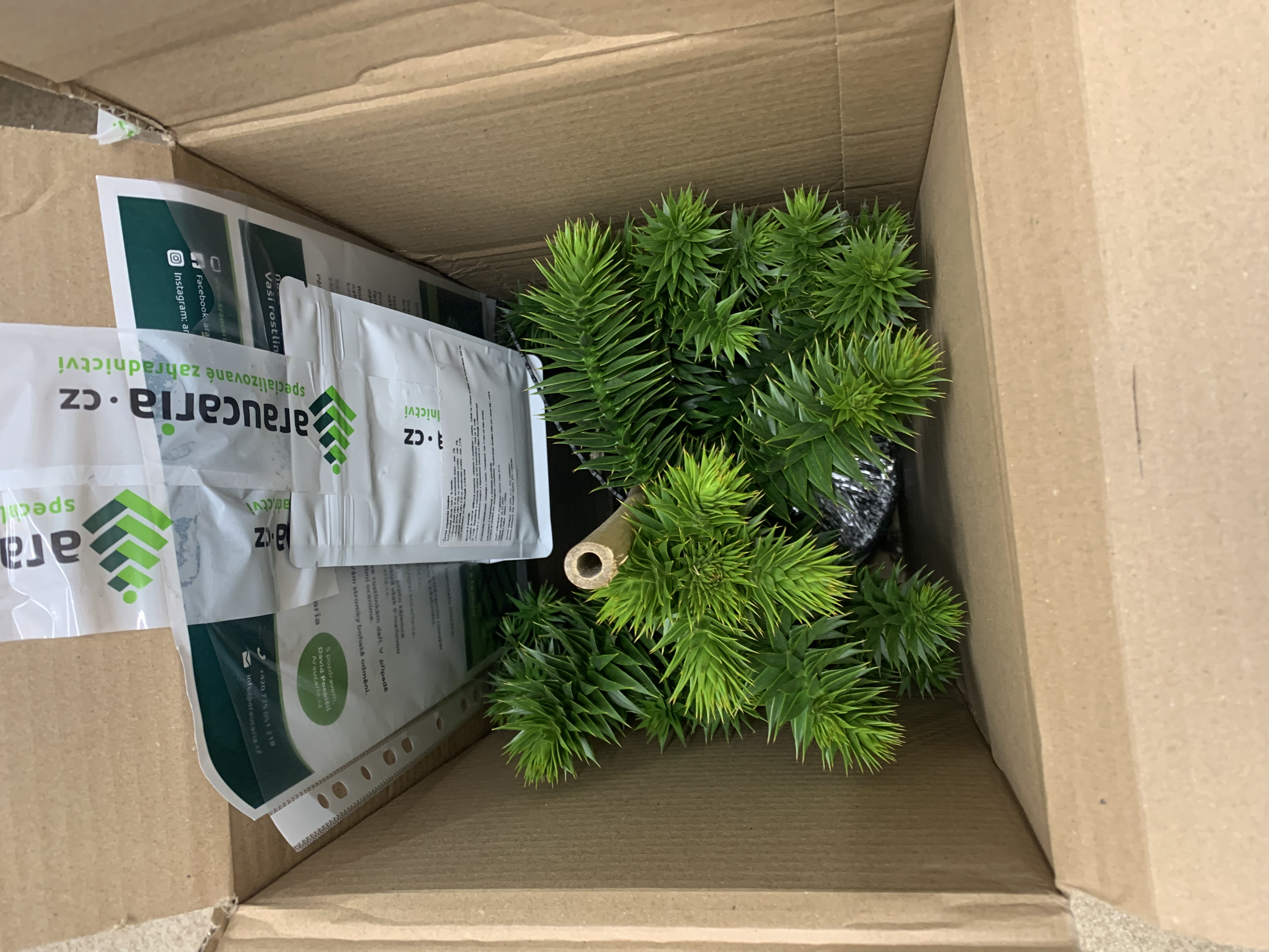 Ing. David Pospíšil, Ph.D. - Araucaria.cz foto 5