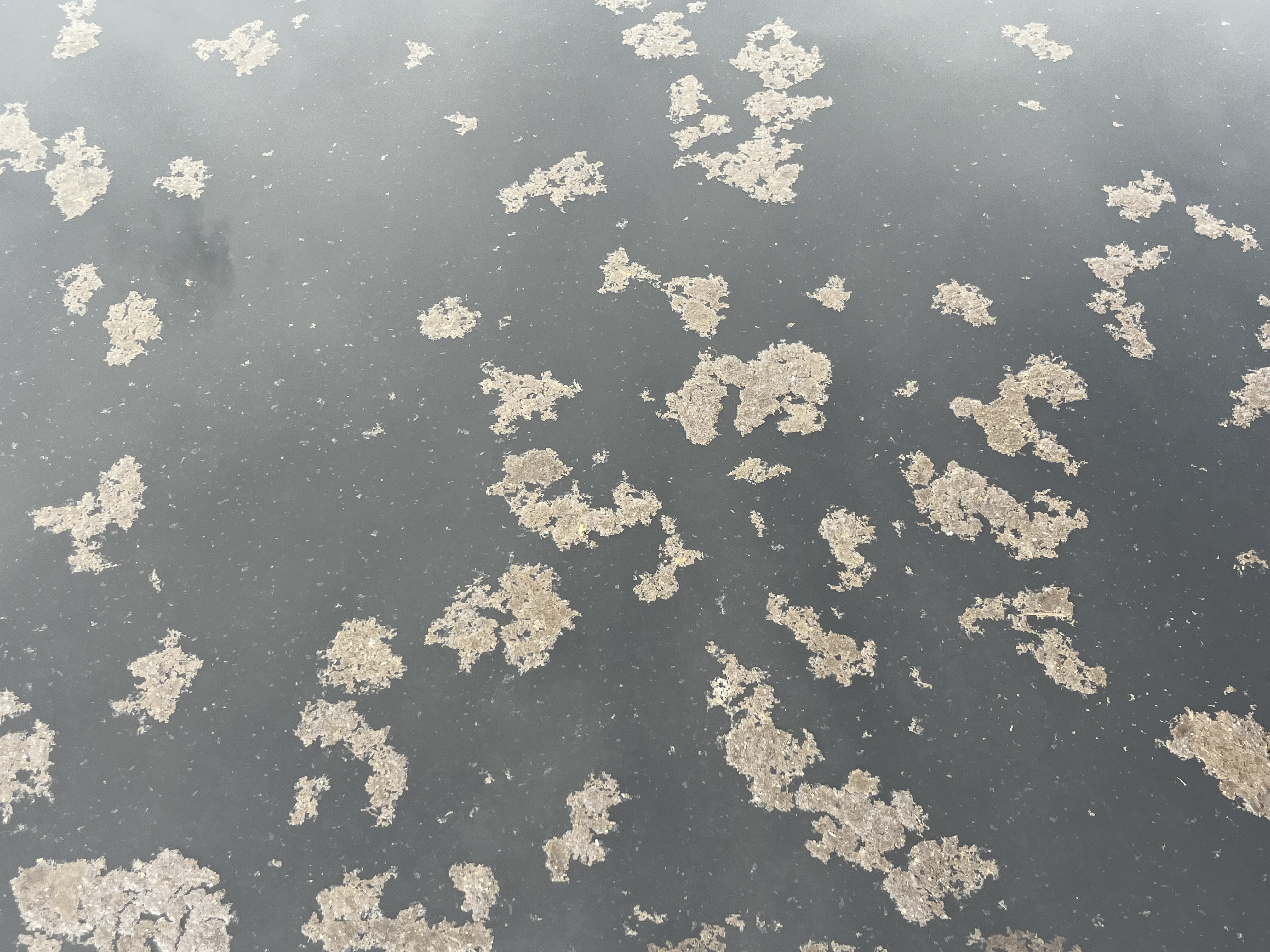 Koupaliště Rádlo foto 6