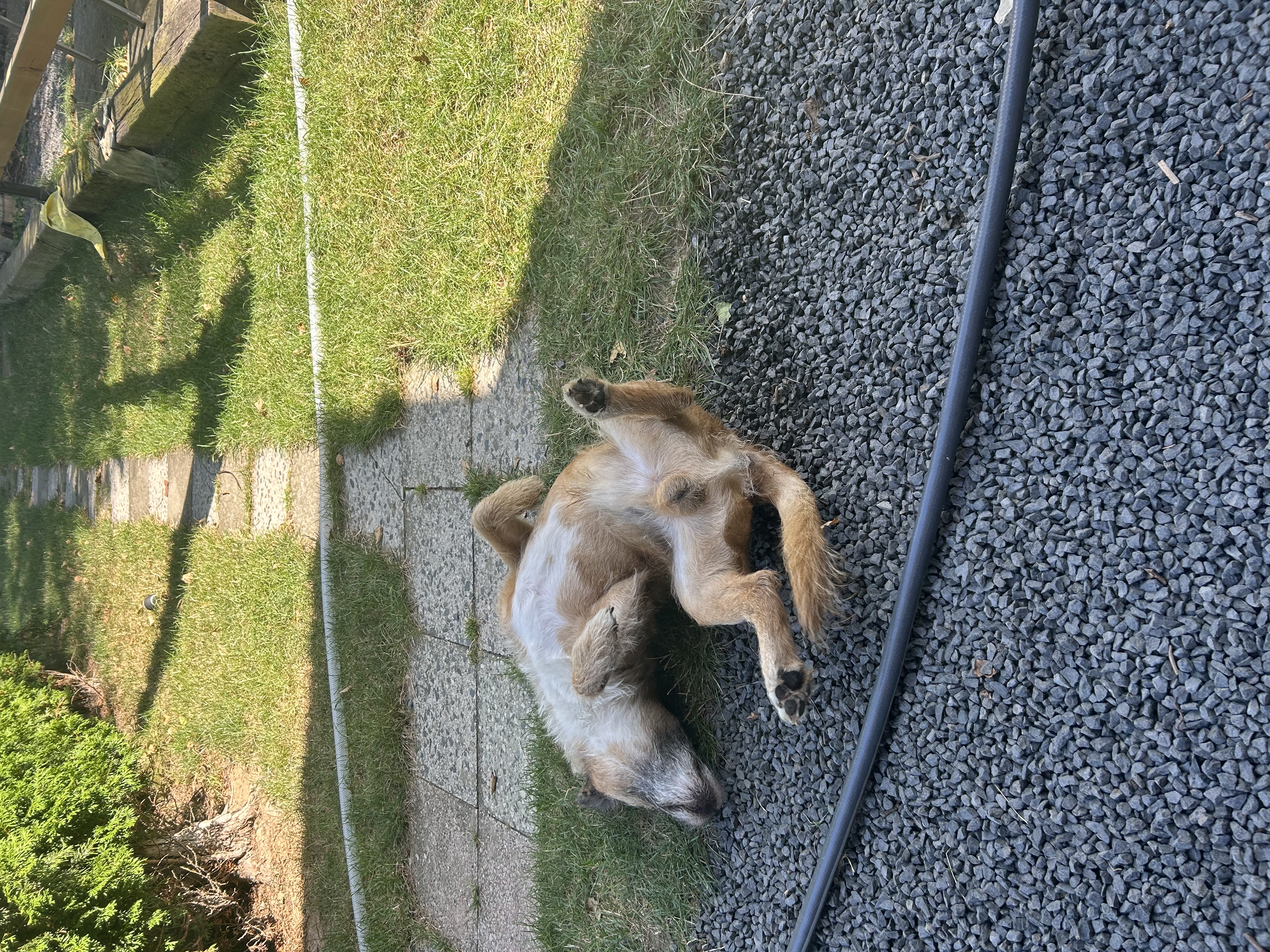 MVDr. Ladislav Kuncl - Veterinární klinika Kleisslova foto 6
