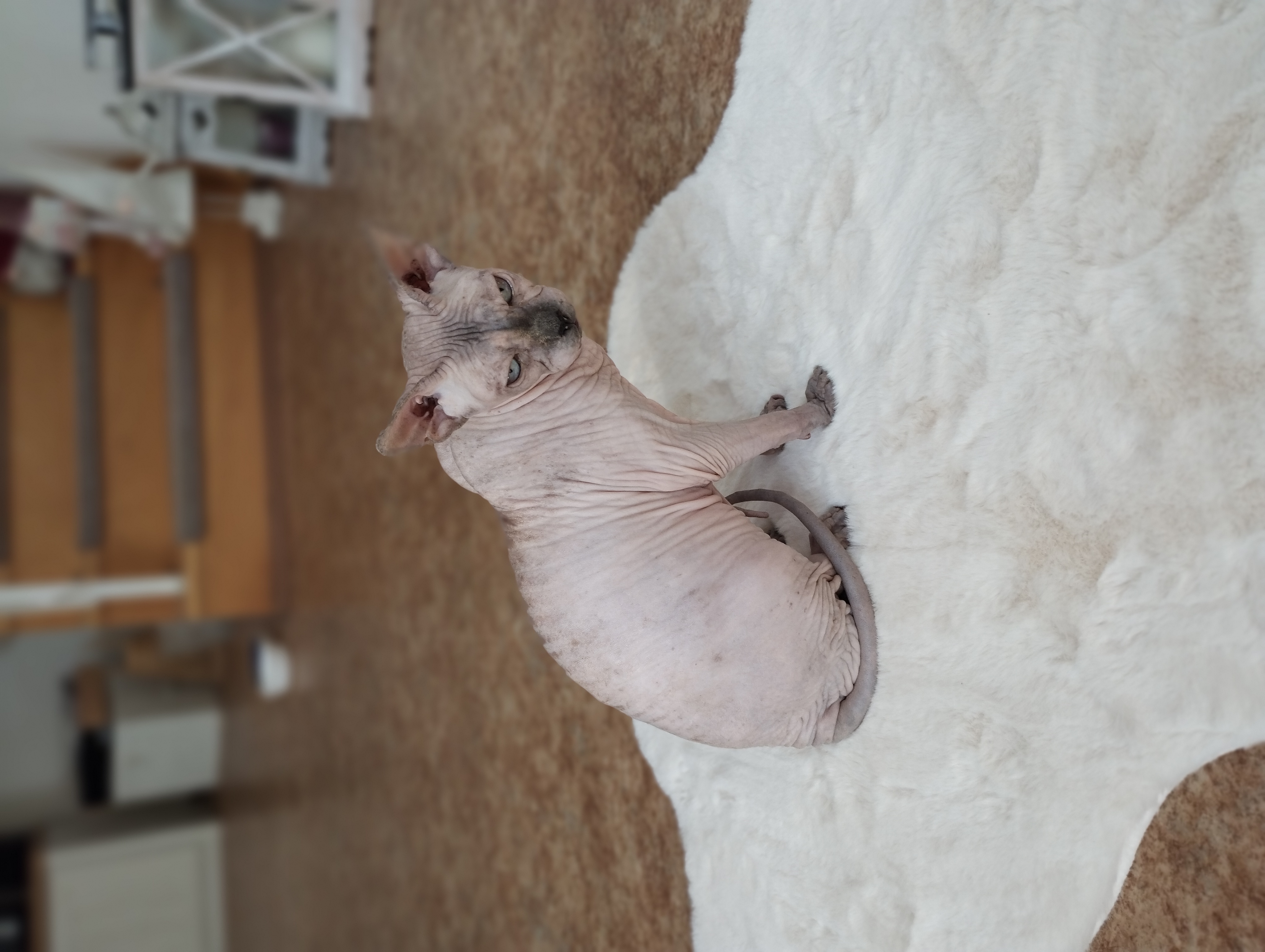 VETCENTRUM - MVDr. Roman Nejez foto 2