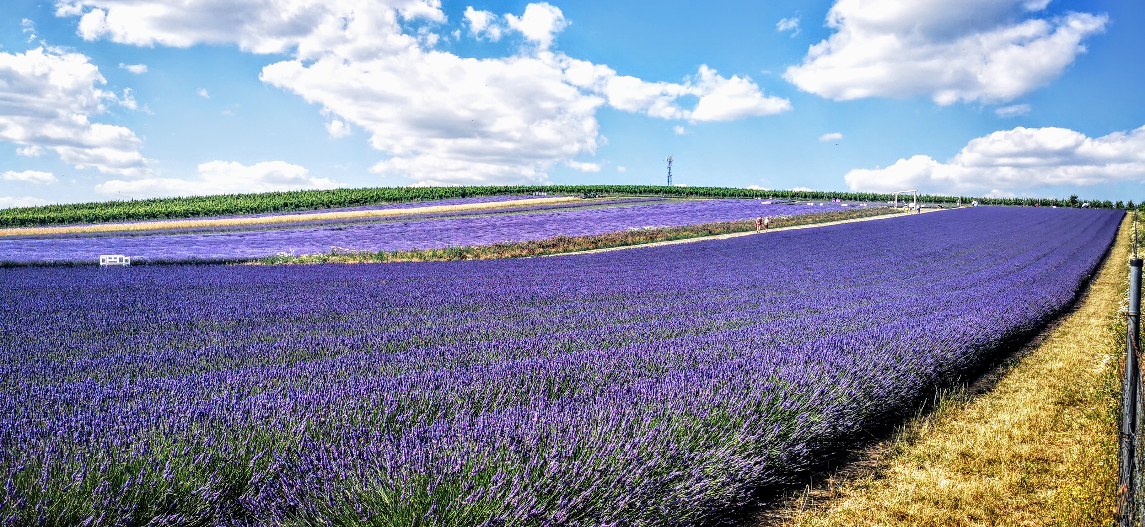 Levandulová farma z jižní Moravy foto 6