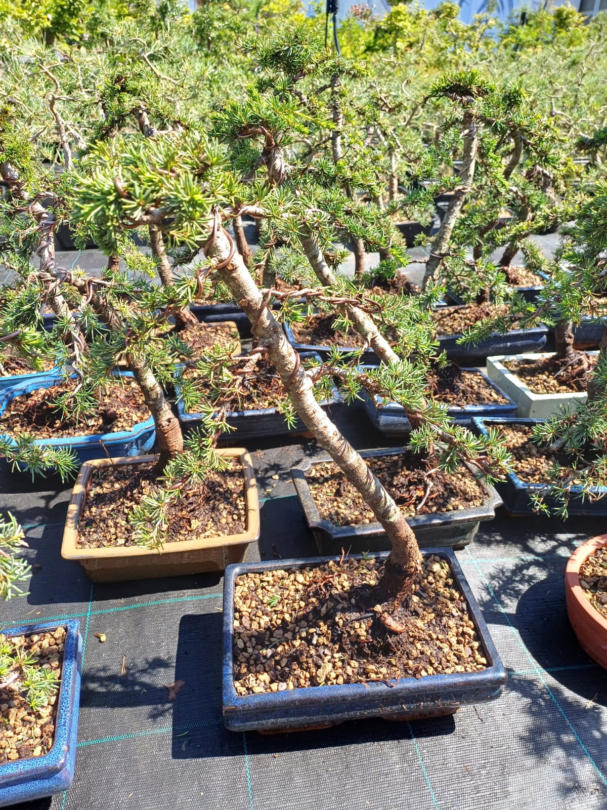Návrhy zahrad Bonsai centrum Libčany foto 5