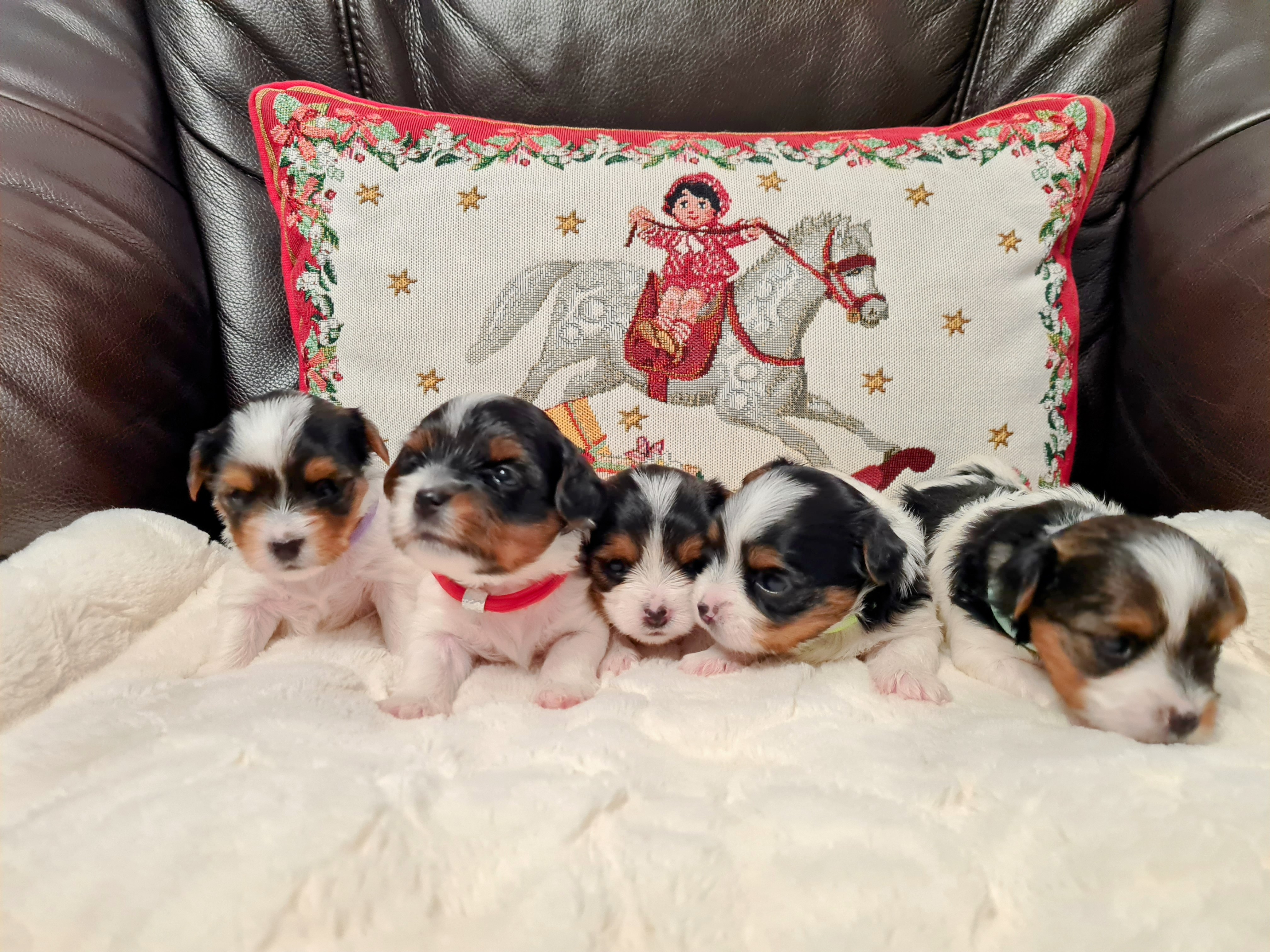Labvet.cz - veterinární laboratoř a ordinace foto 6