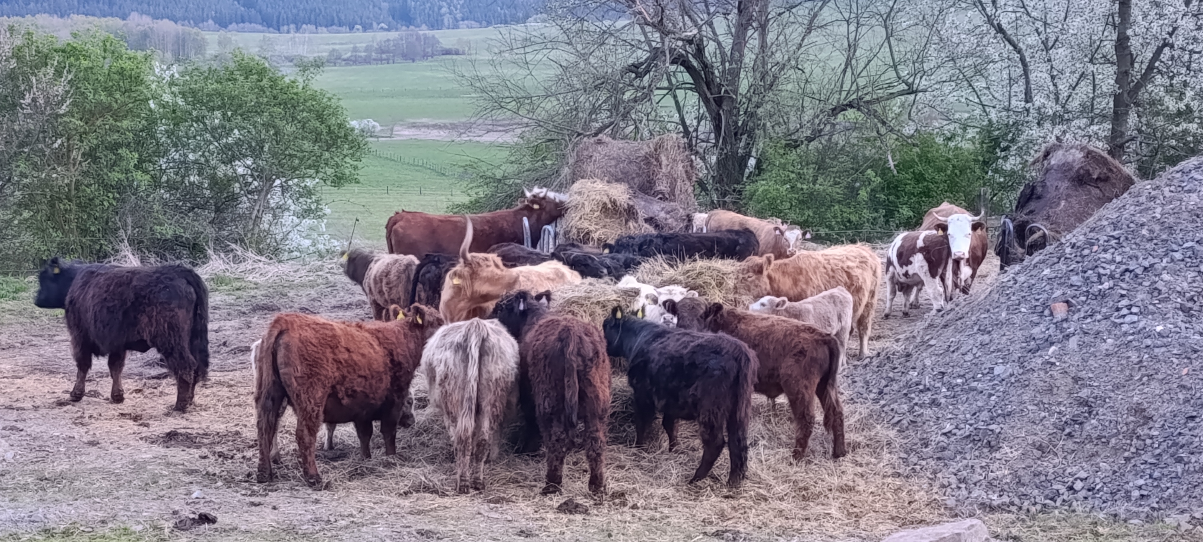 Biofarma Belina foto 4