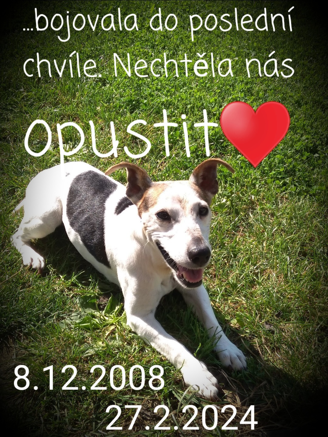 Veterinární ordinace - MVDr. Richard Saviola foto 3