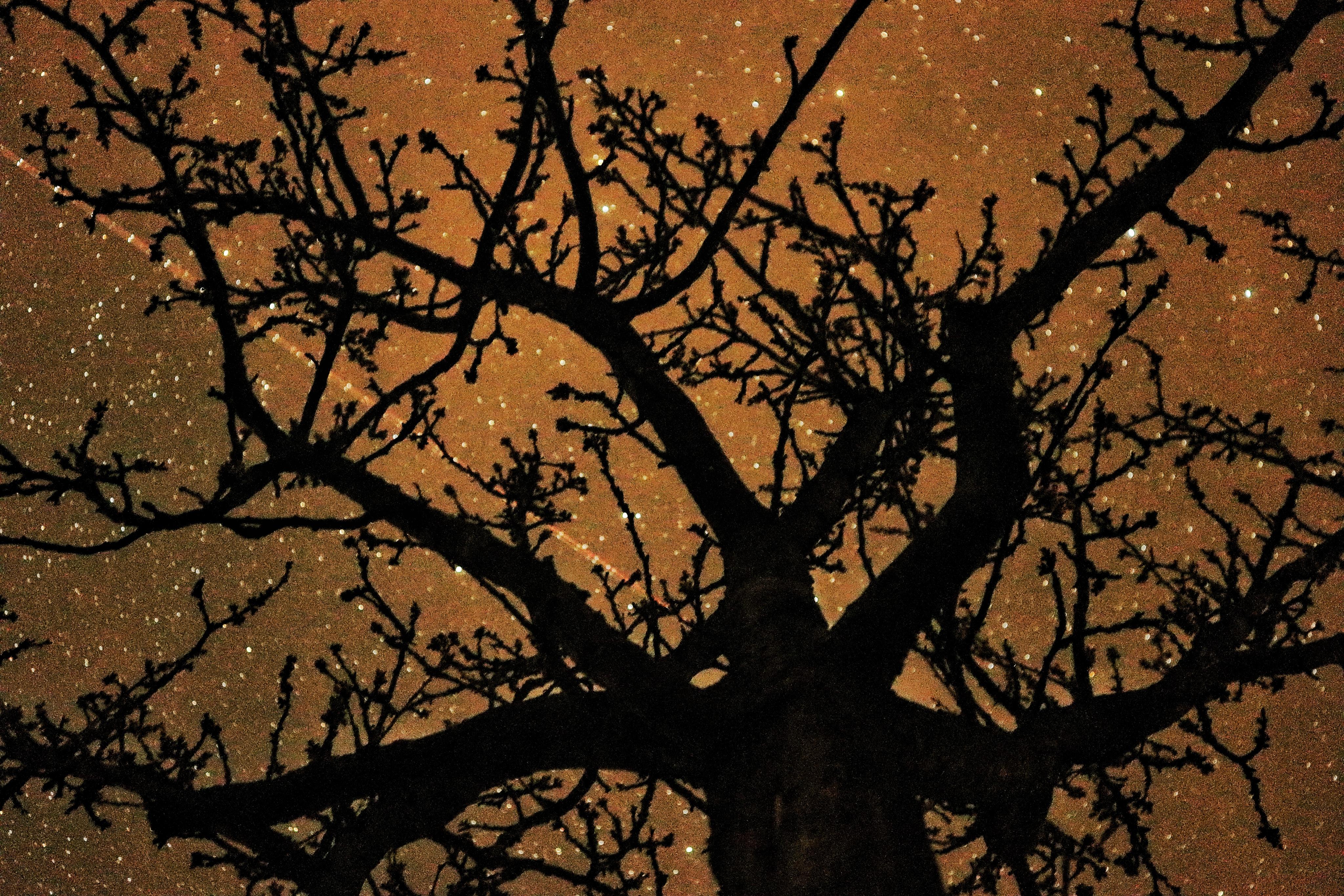 Chalupa pod lípou foto 3