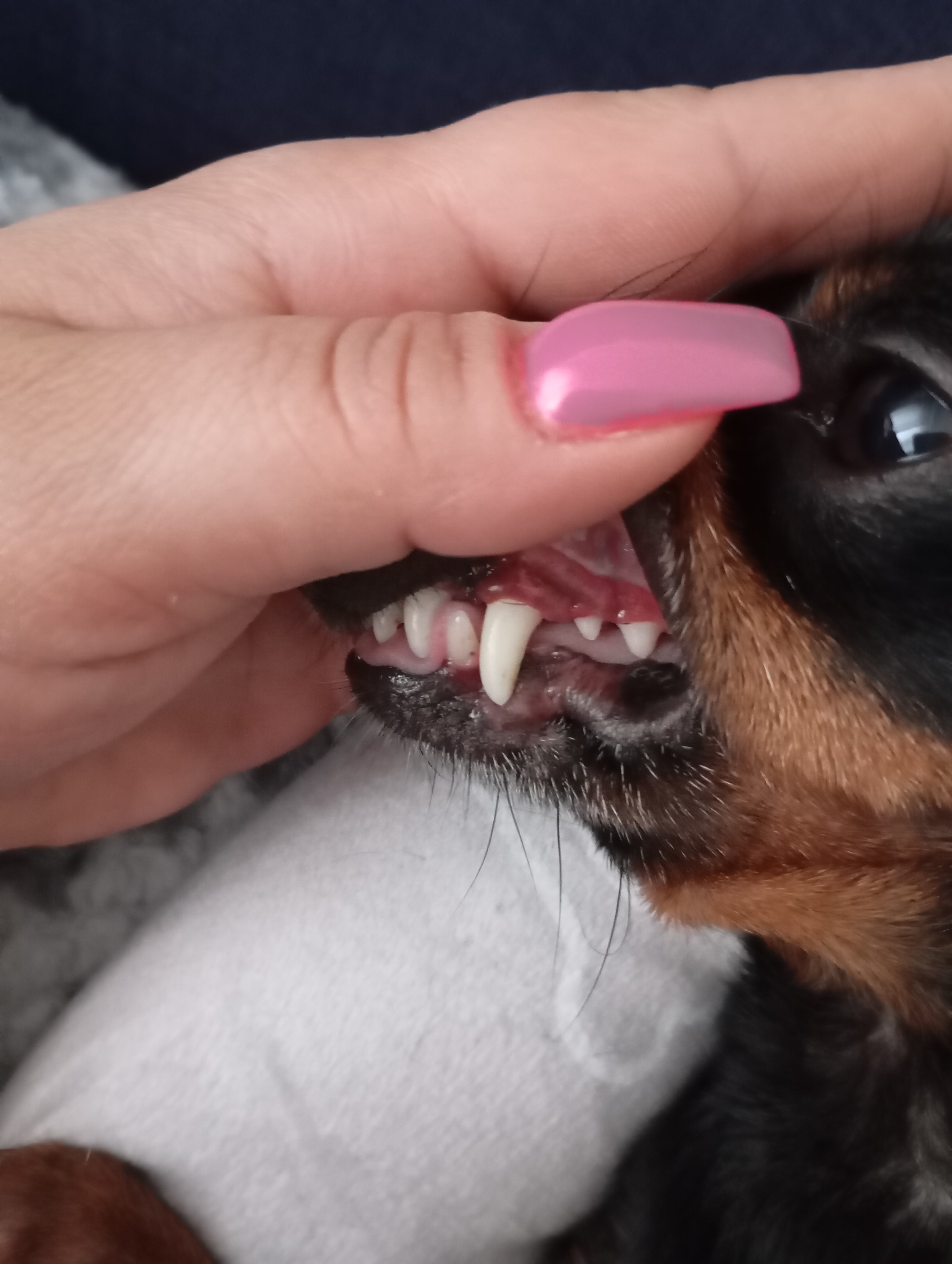 Psí salon ZORA foto 6