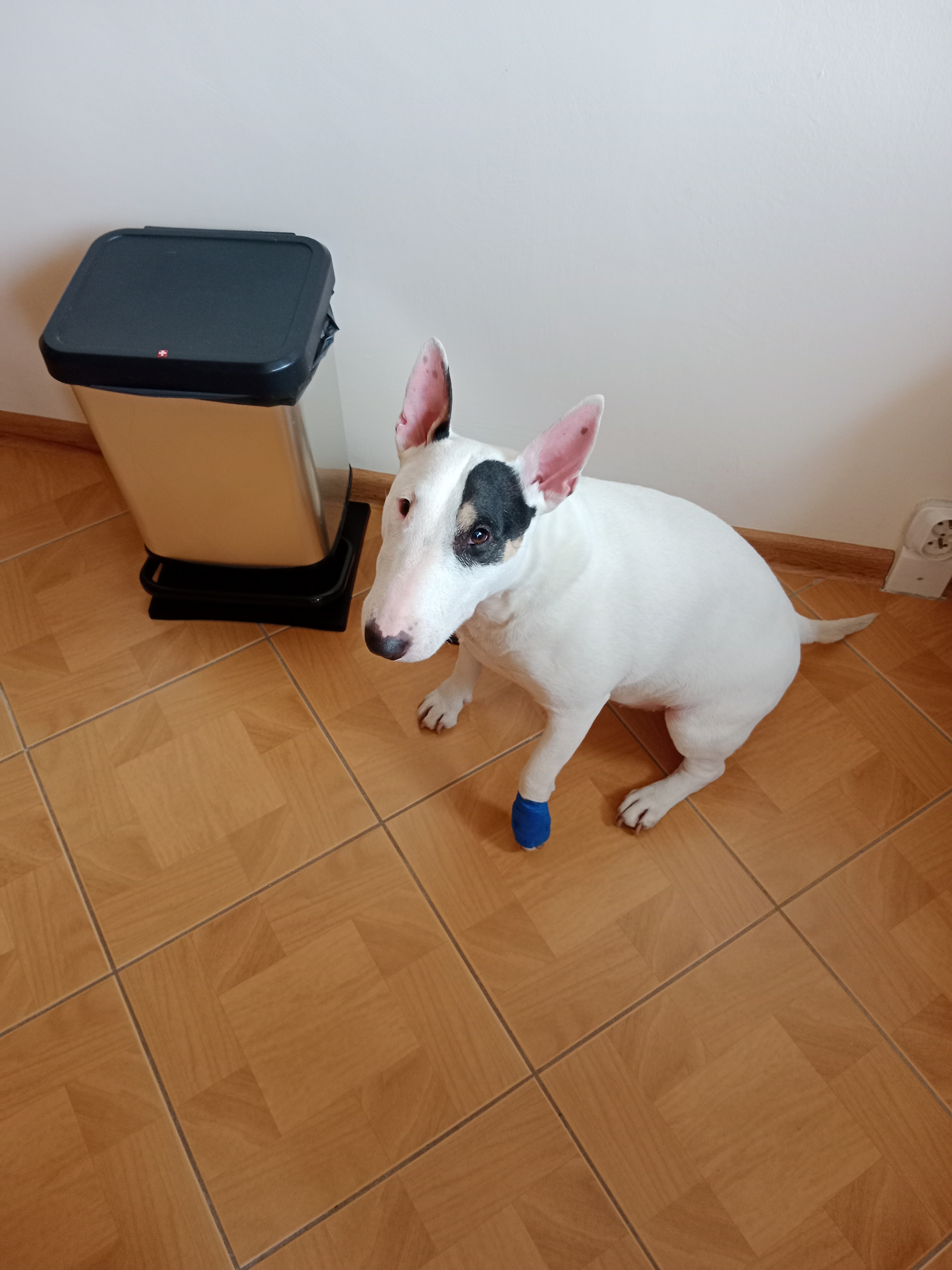 Veterina MVDr. Křížová foto 2