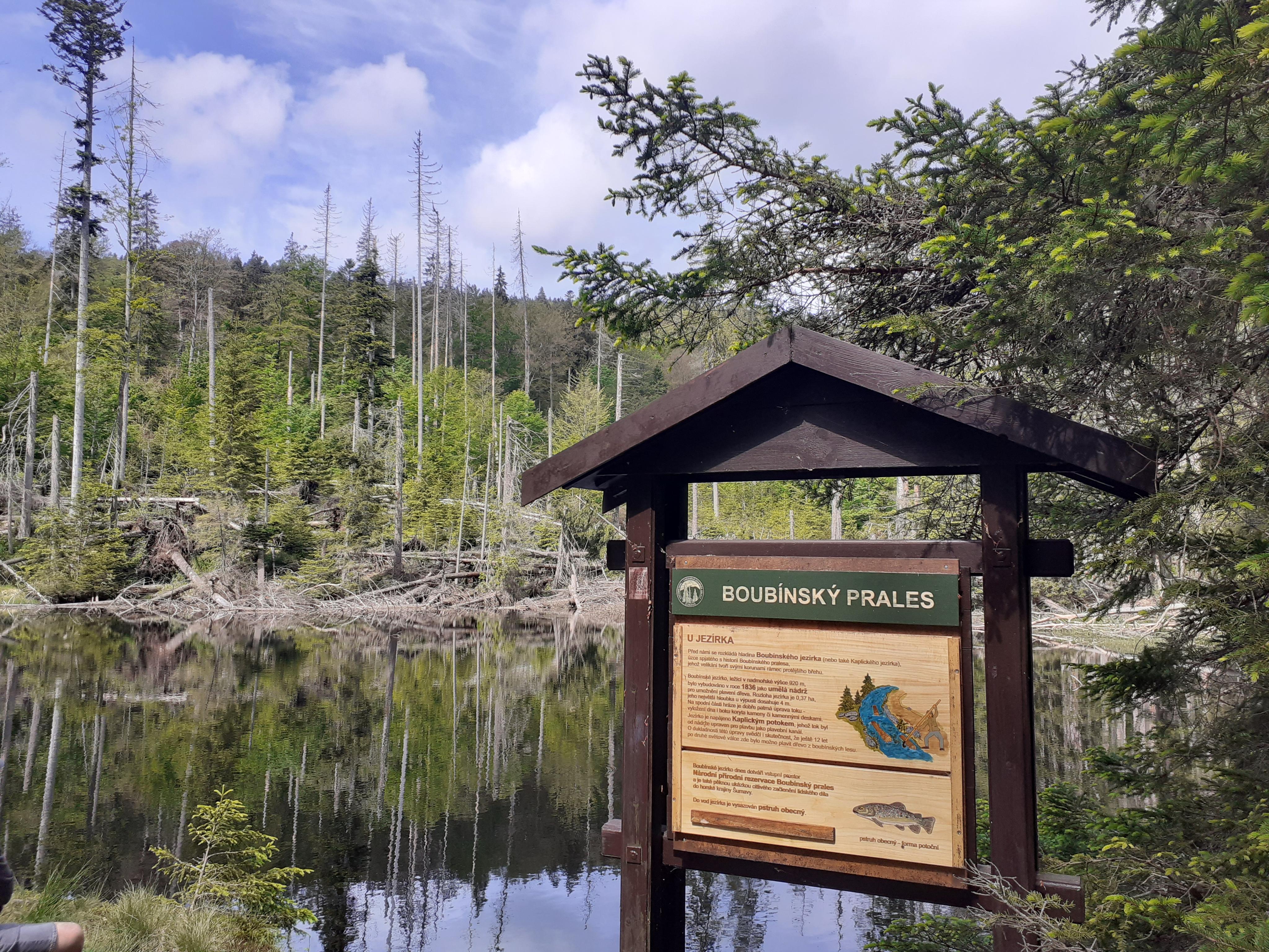 Penzion pod Boubínským pralesem foto 6