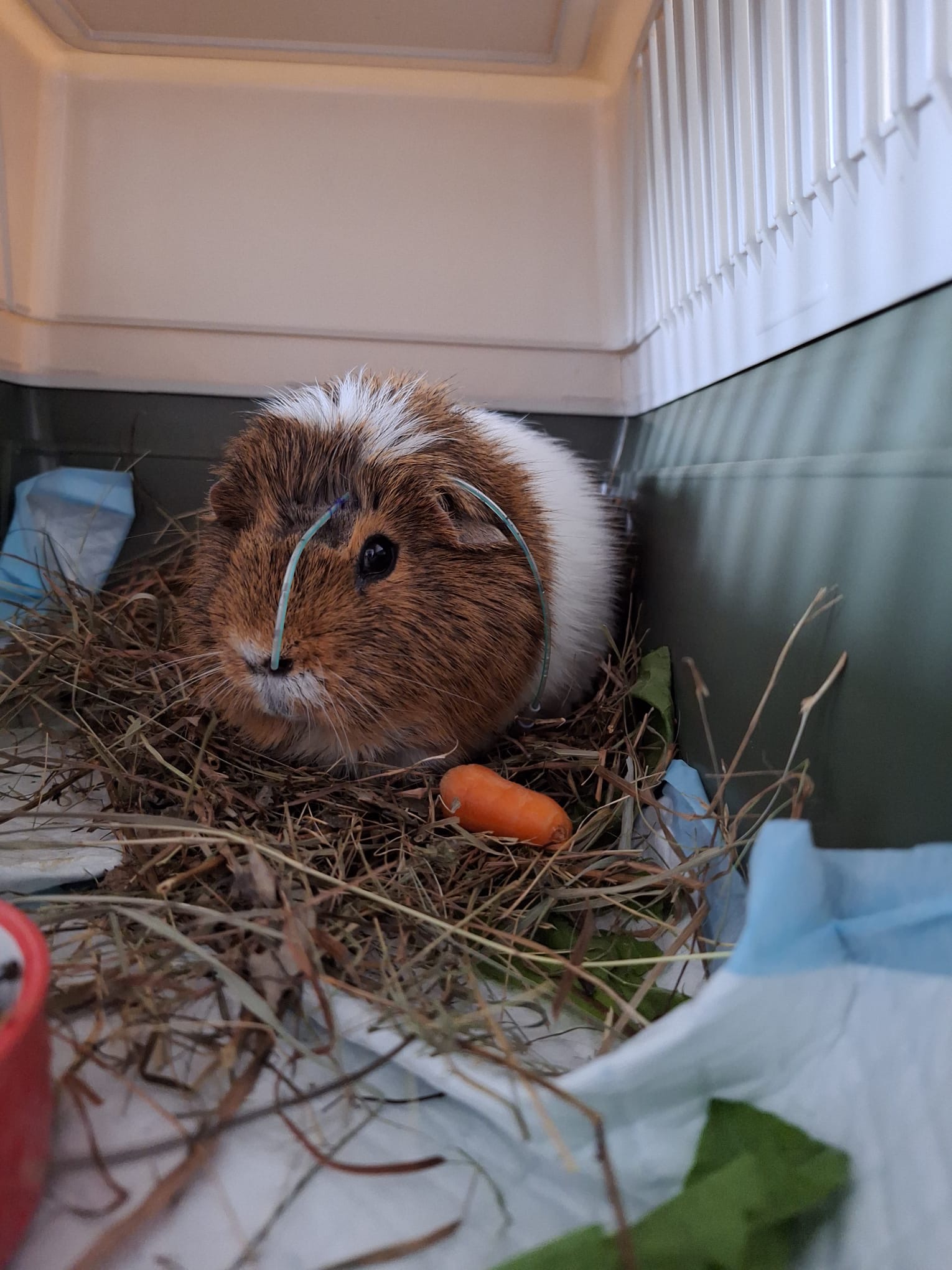 BUDvet Rožnov foto 3