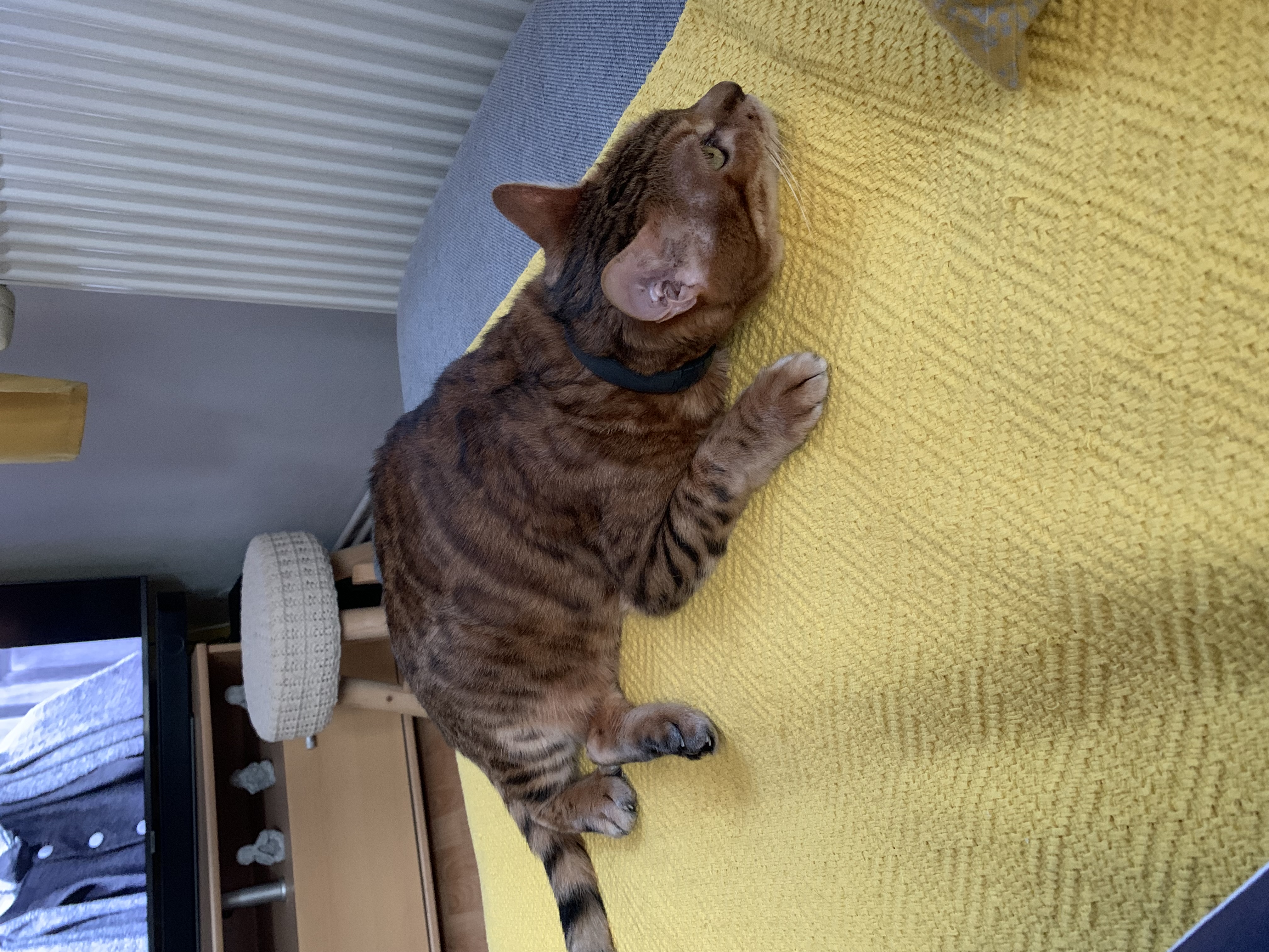 MVDr. Hana Nováková foto 6