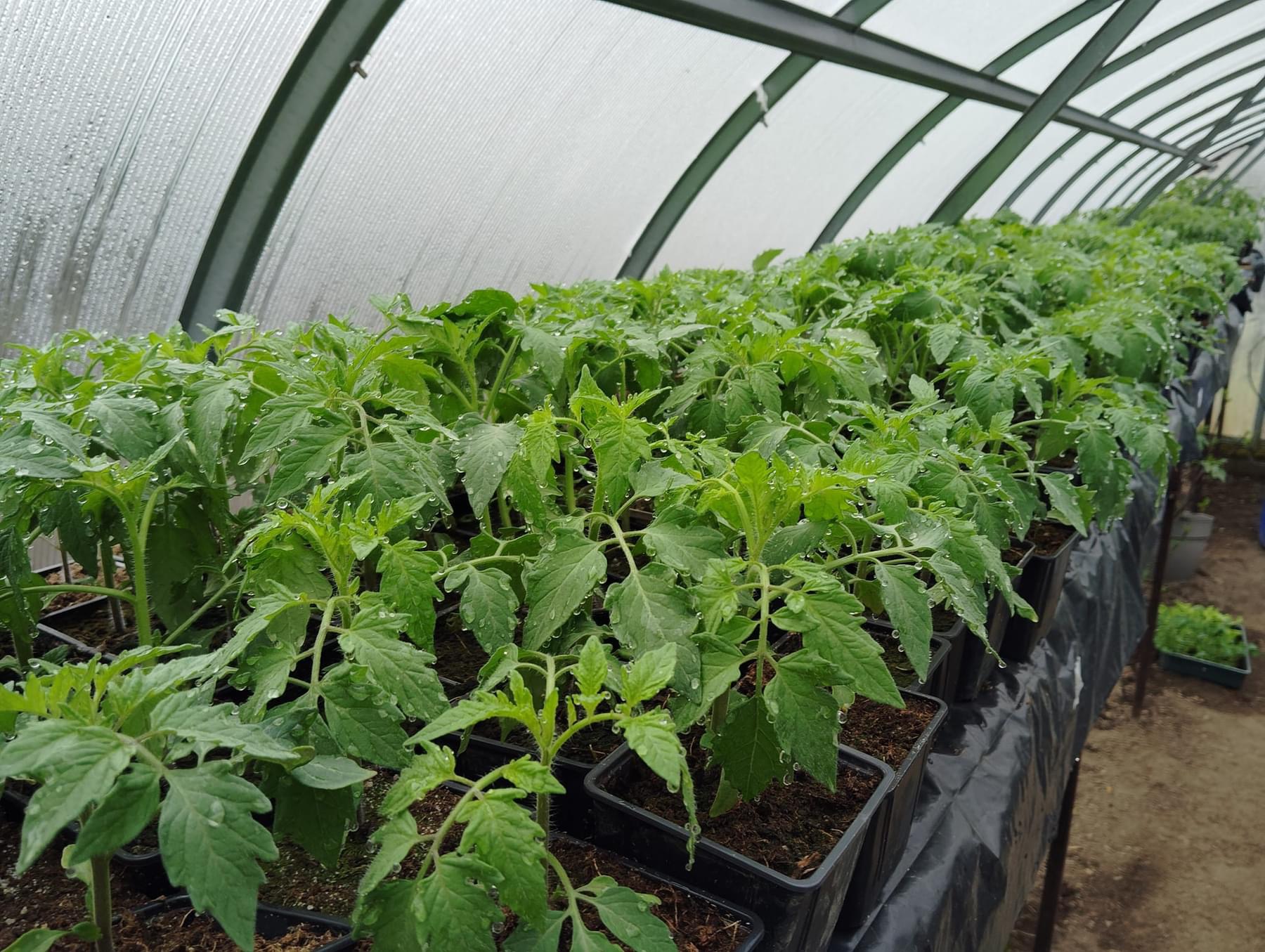 Zahradnictví u Kuby foto 6