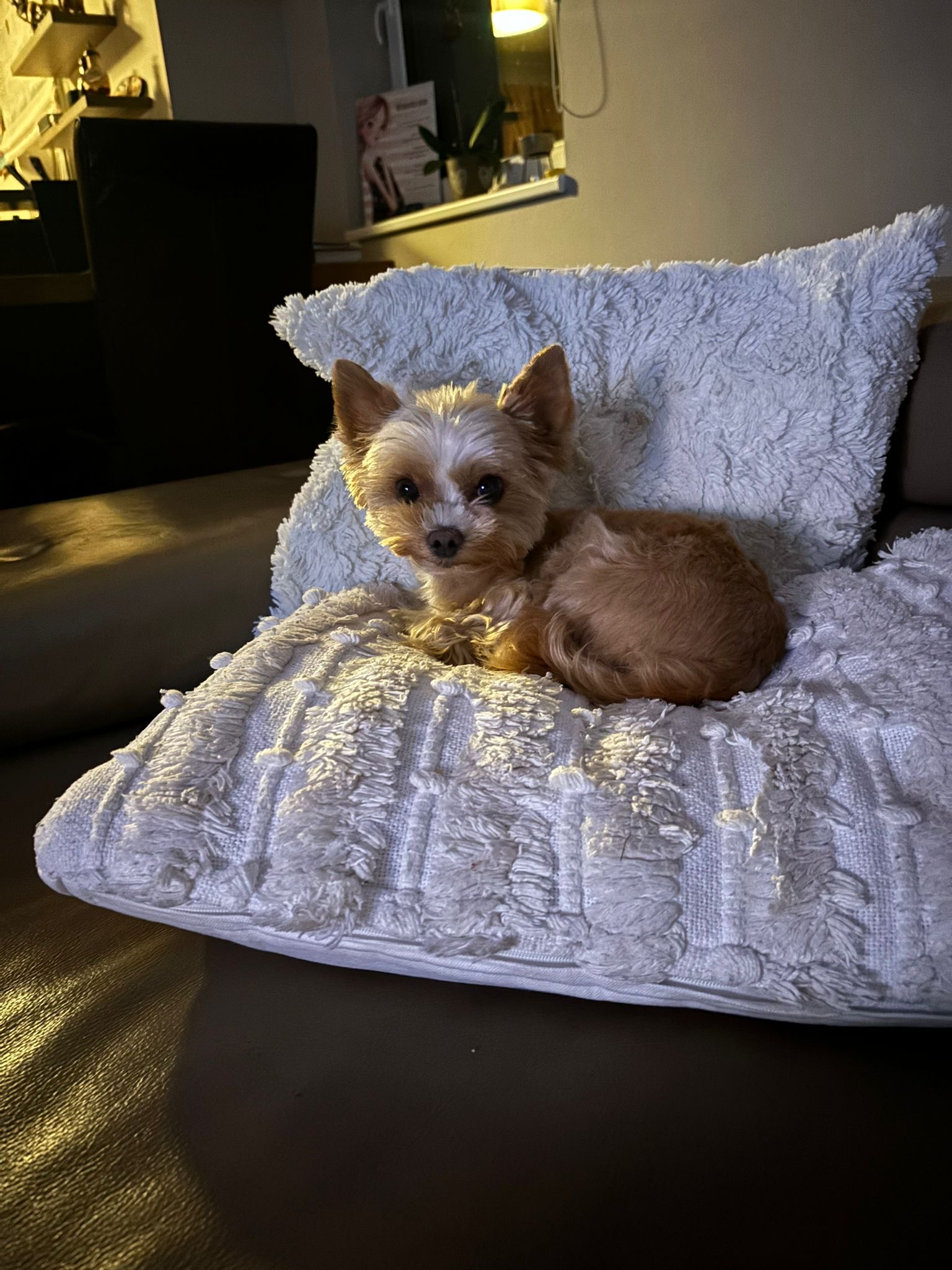 Psí školka a hotel U Piškota foto 4