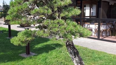 Bonsai Zentrum Heidelberg (Gartenbau)  Mapy.com