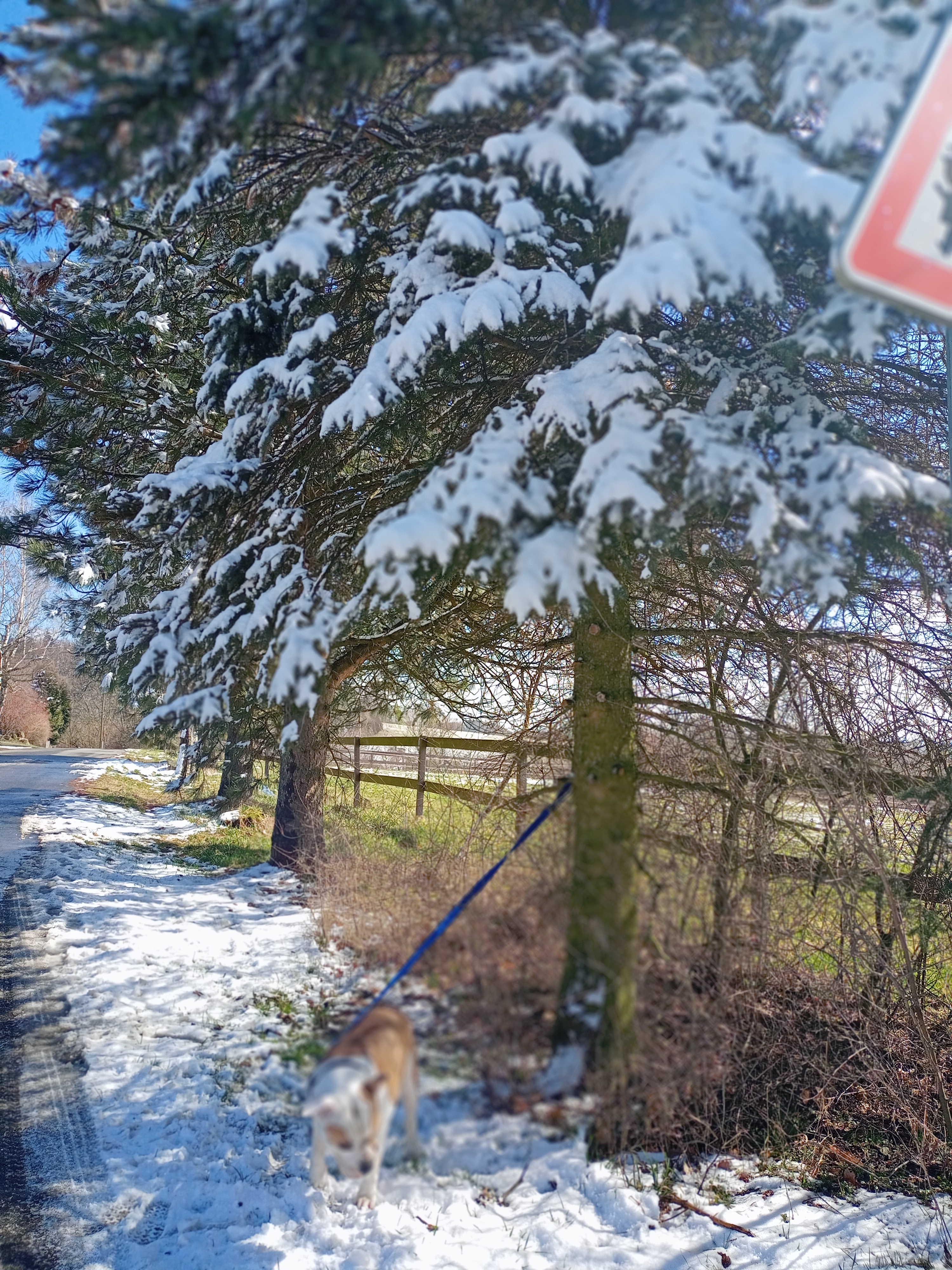 Horse Academy foto 4