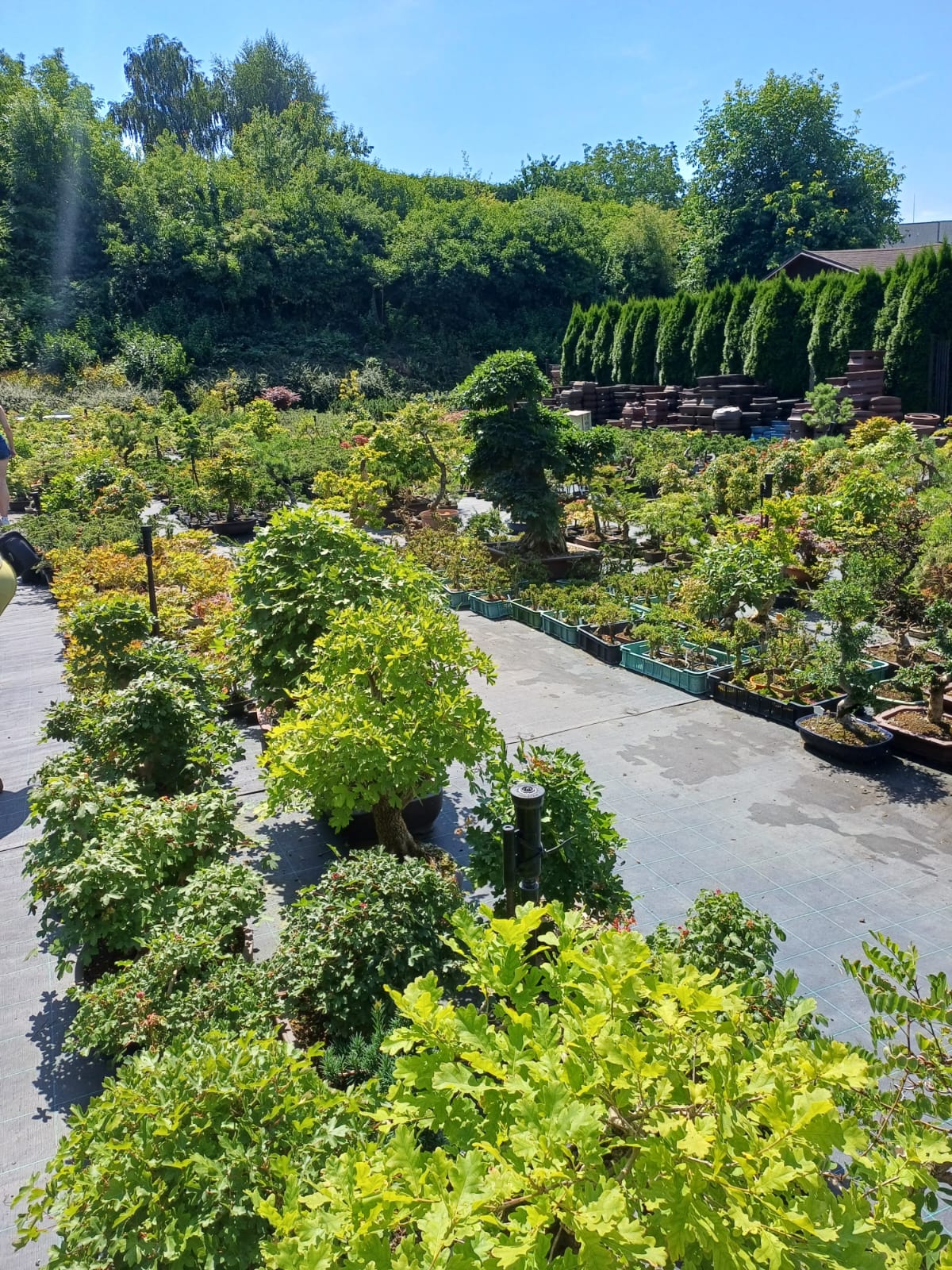 Návrhy zahrad Bonsai centrum Libčany foto 2