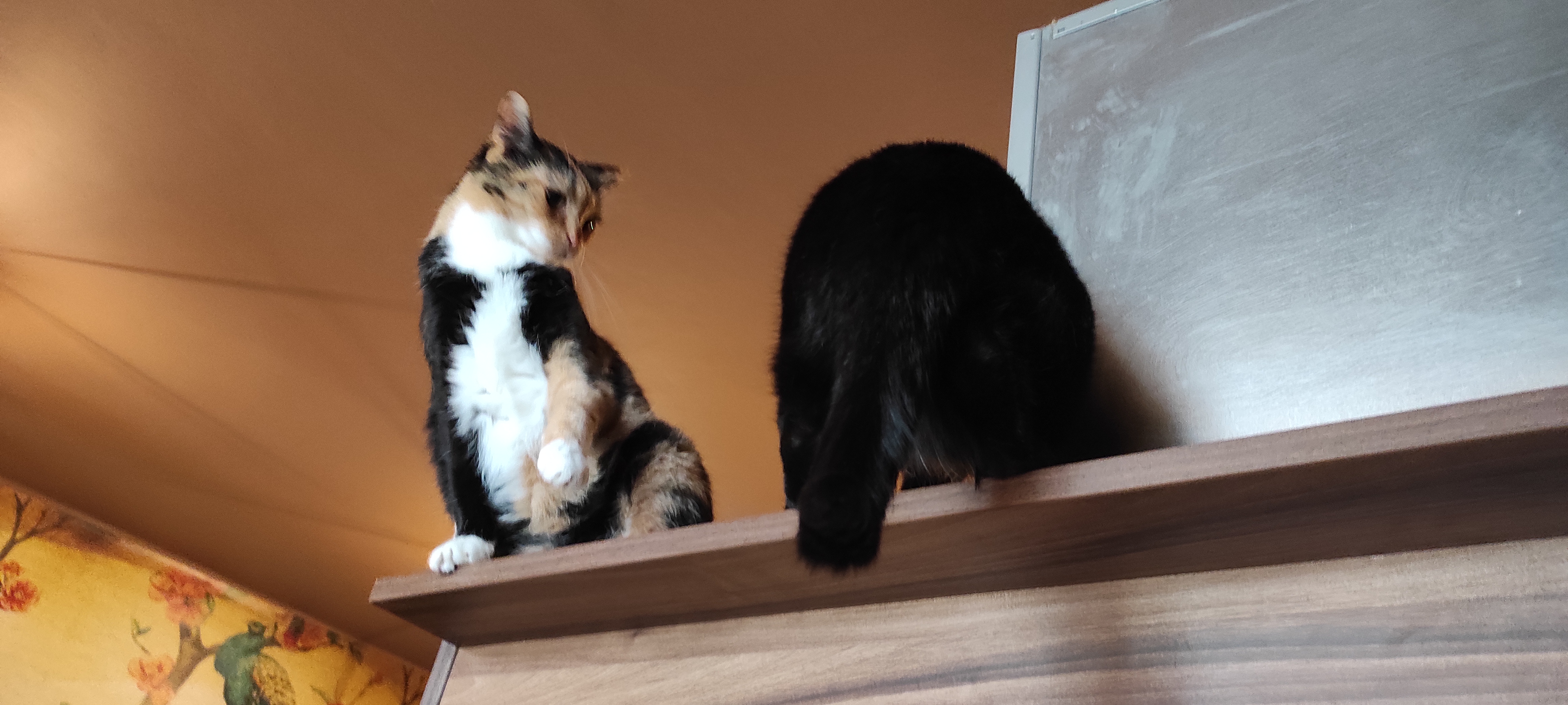 Ta kočičí v Jihlavě foto 4