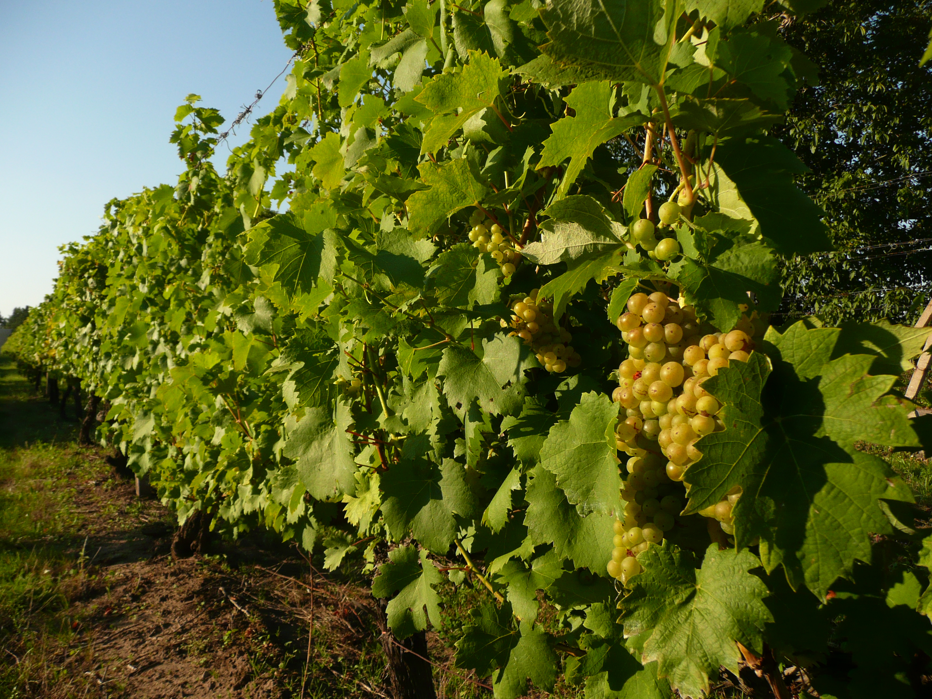 Penzion Orion foto 2