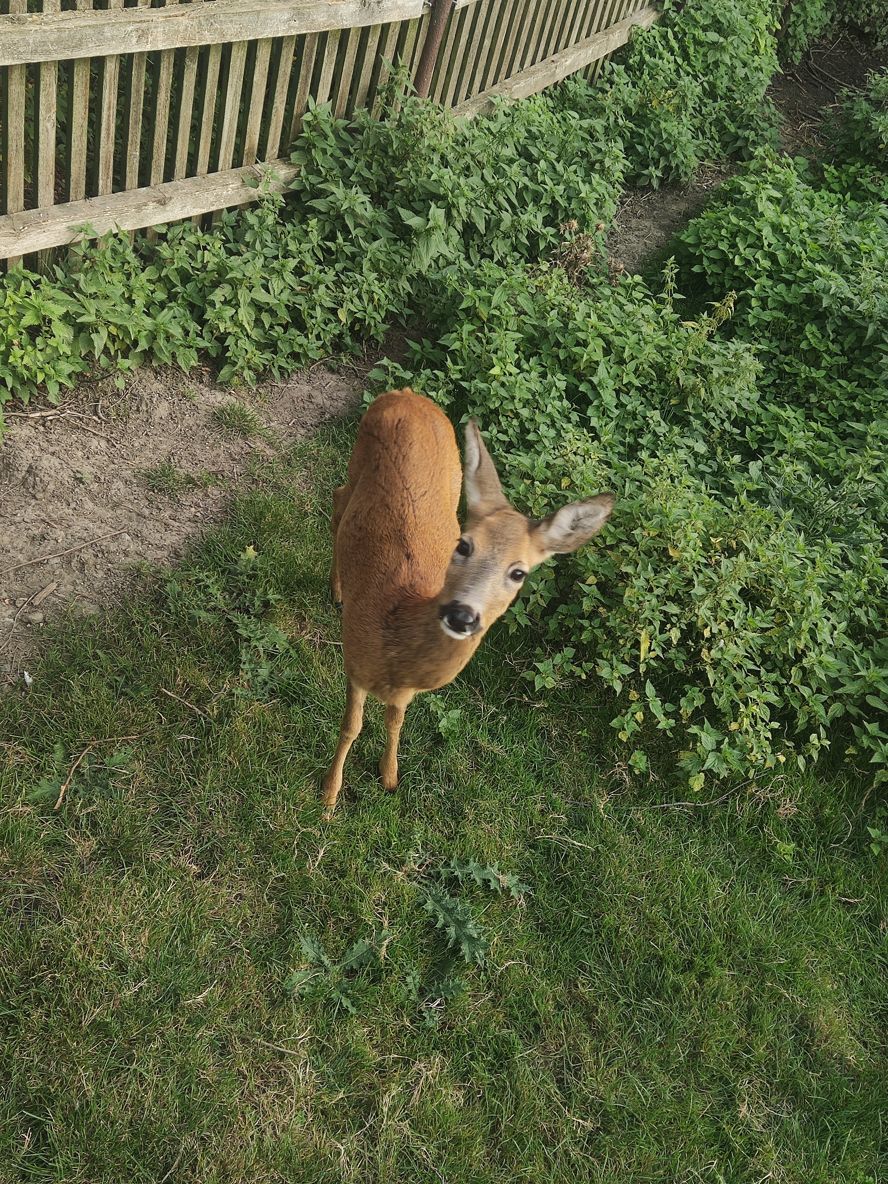 FALCO - záchranná stanice foto 2