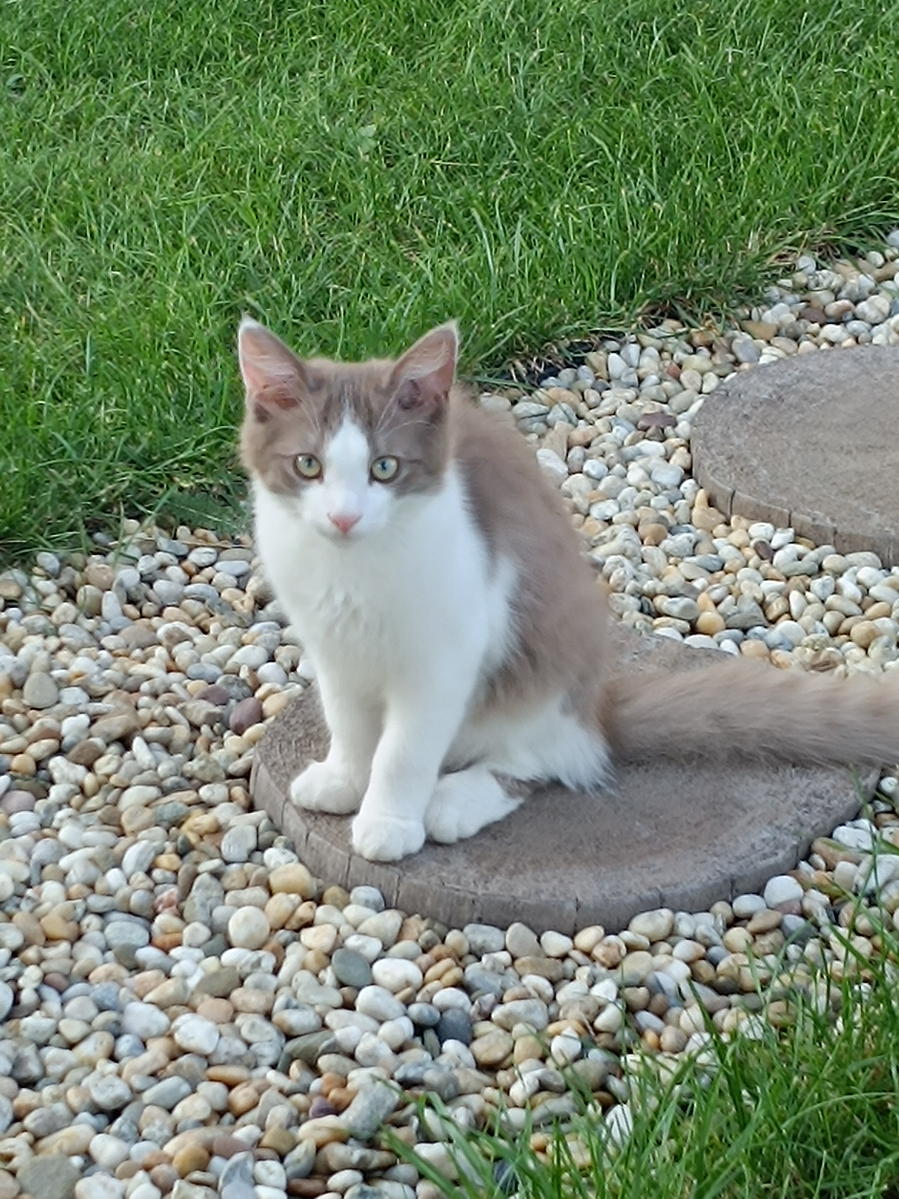 MVDr. Barbora Jurišicová foto 2