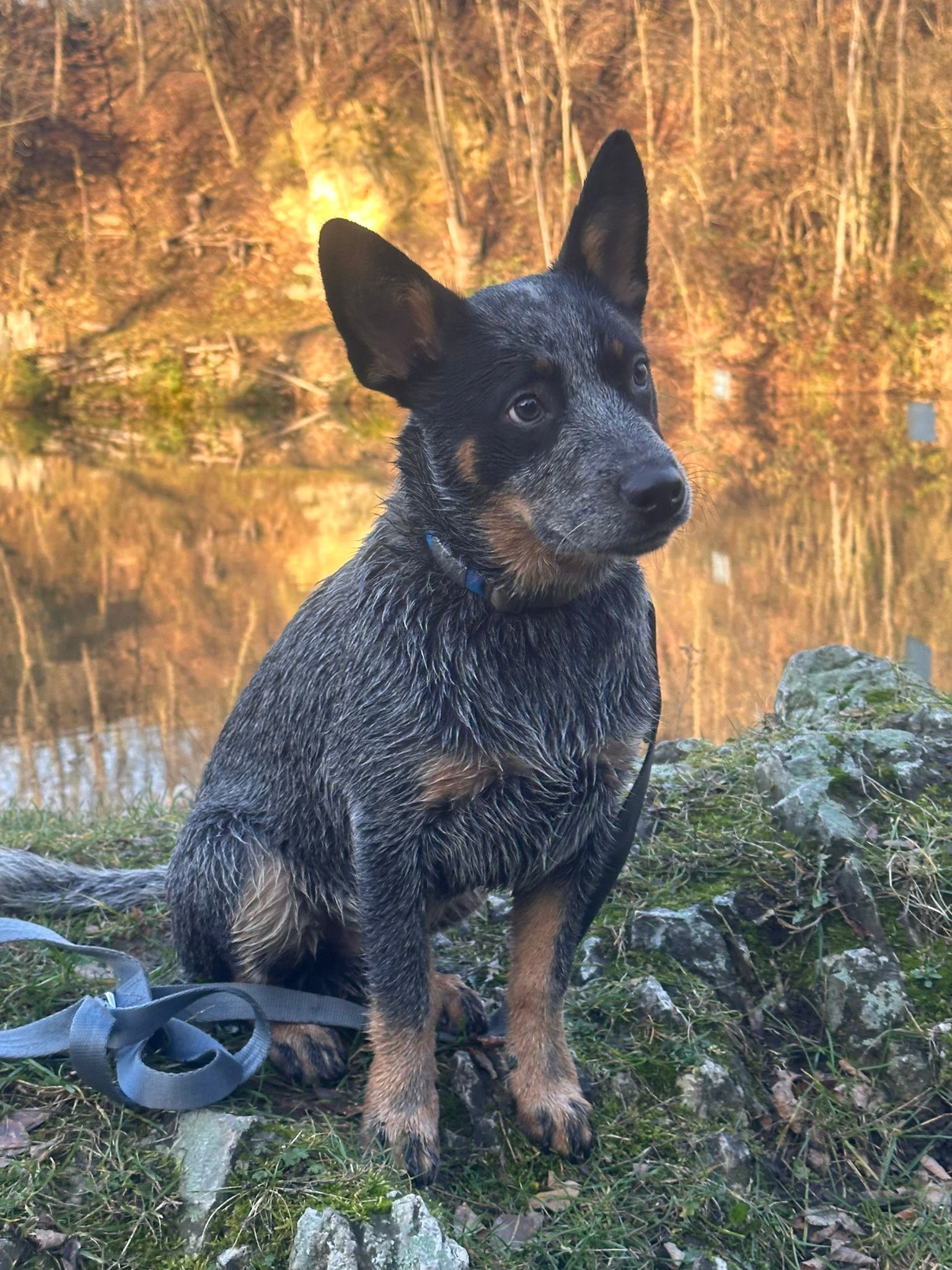 Výcvik psů Praha východ - Katka Guthová foto 3