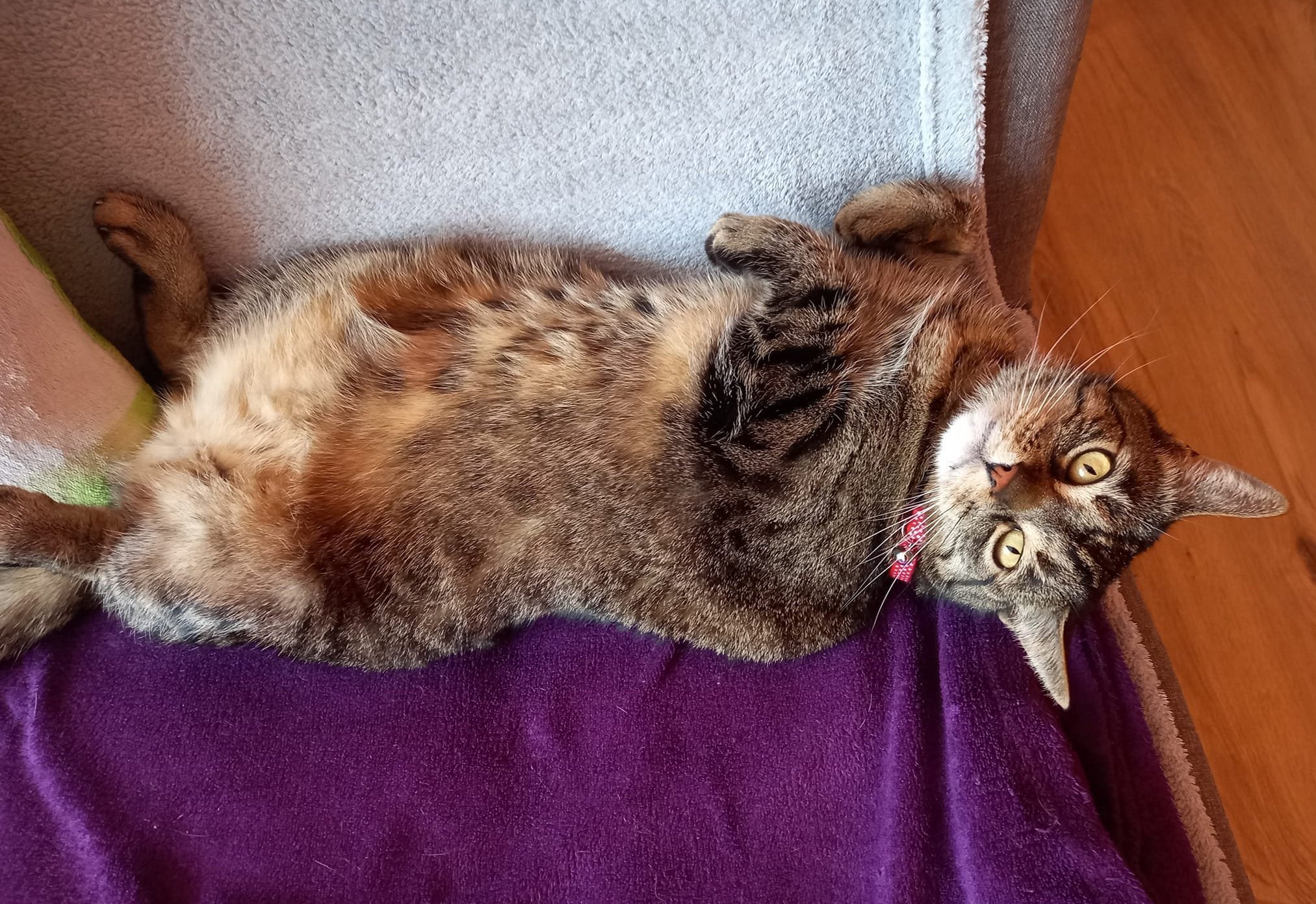 Veterinární ordinace Svobodník foto 5