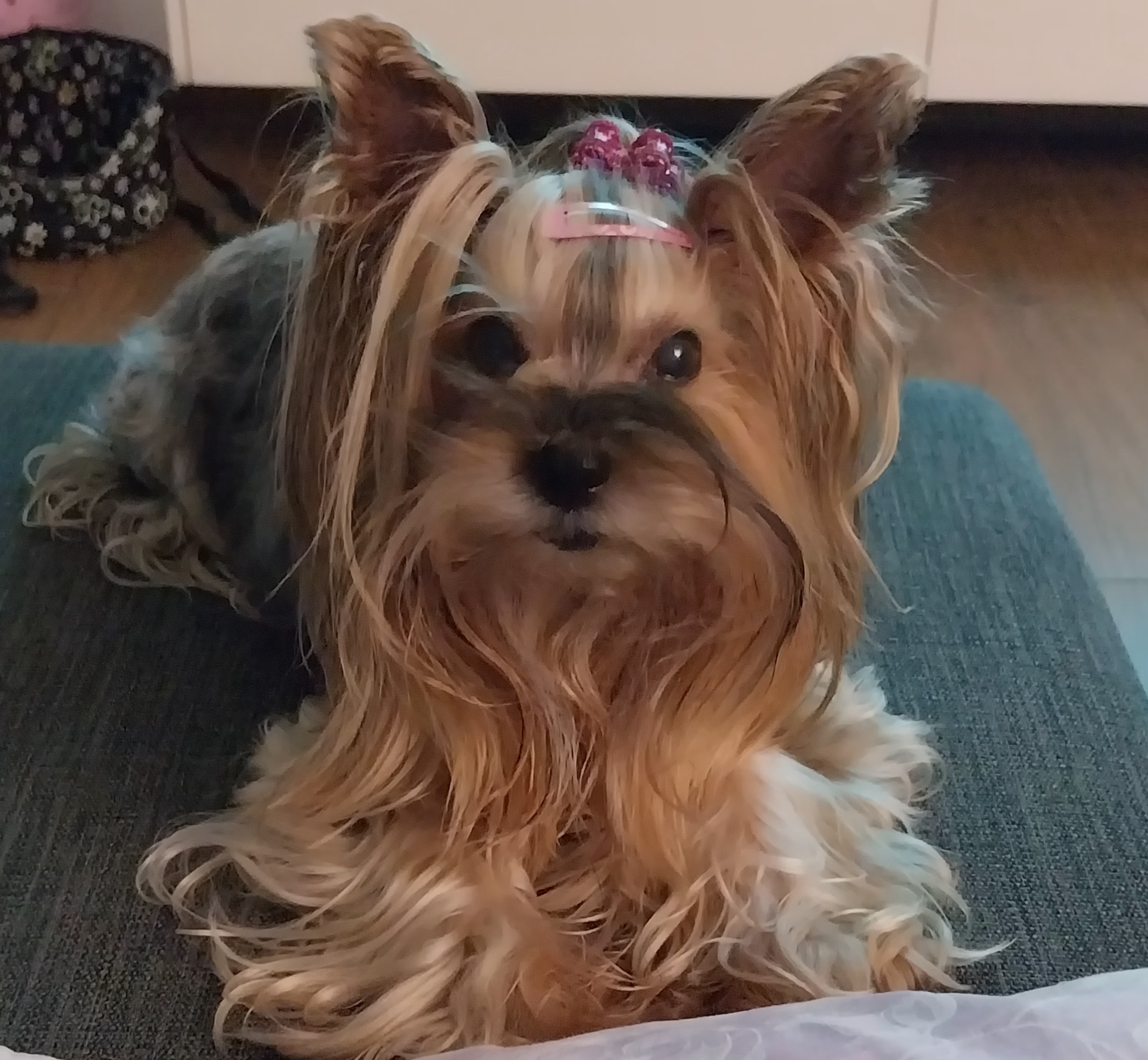 MVDr. Dalibor Ress foto 3