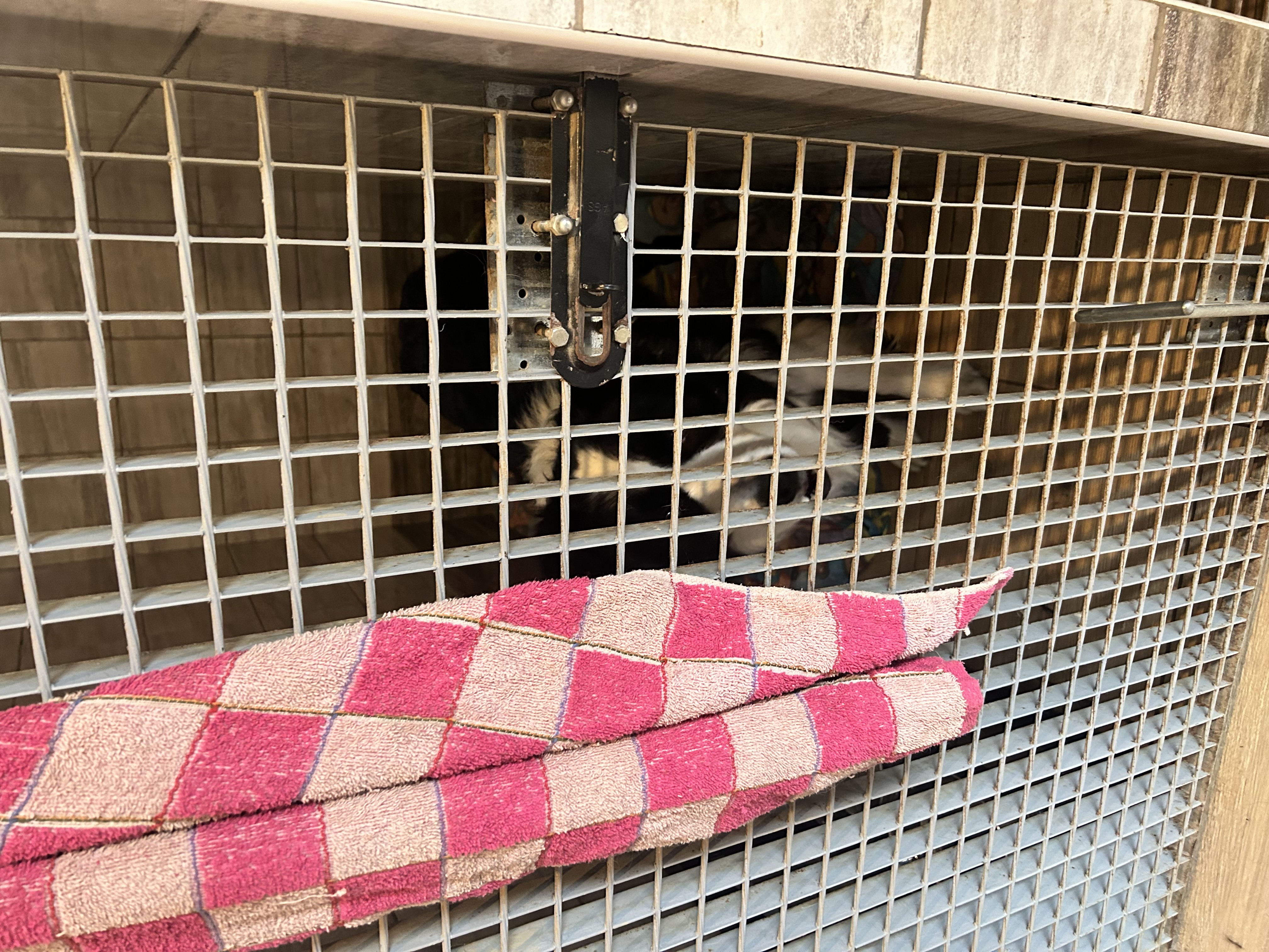 Psí hotel Chelsea foto 2