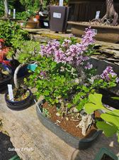 regenbogen bonsai Buy Mixed Rose Rare Bonsai Rainbow Flower Seeds for Planting Vibrant  Colorful Bonsai Seeds for Your Garden  Pure Asia Seeds