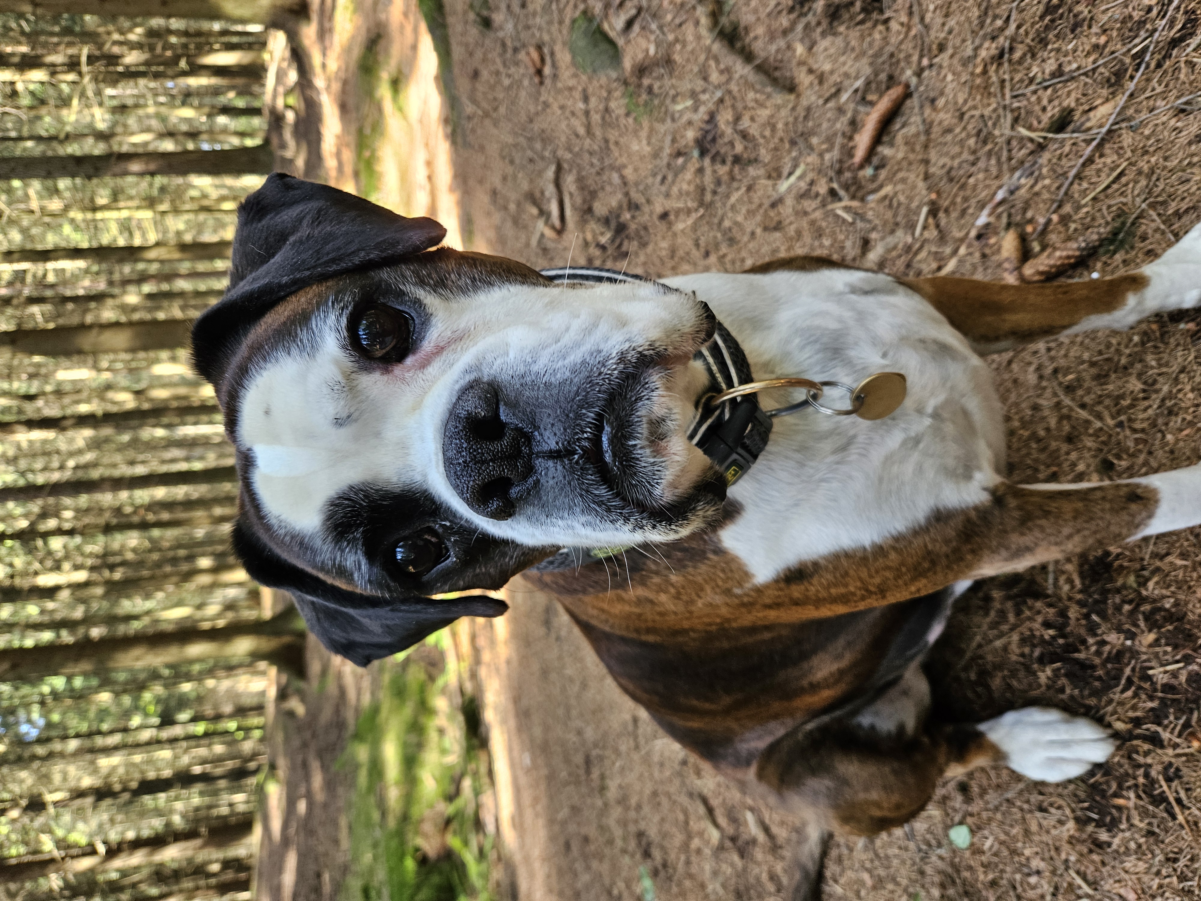 Veterinární nemocnice AA-Vet foto 6