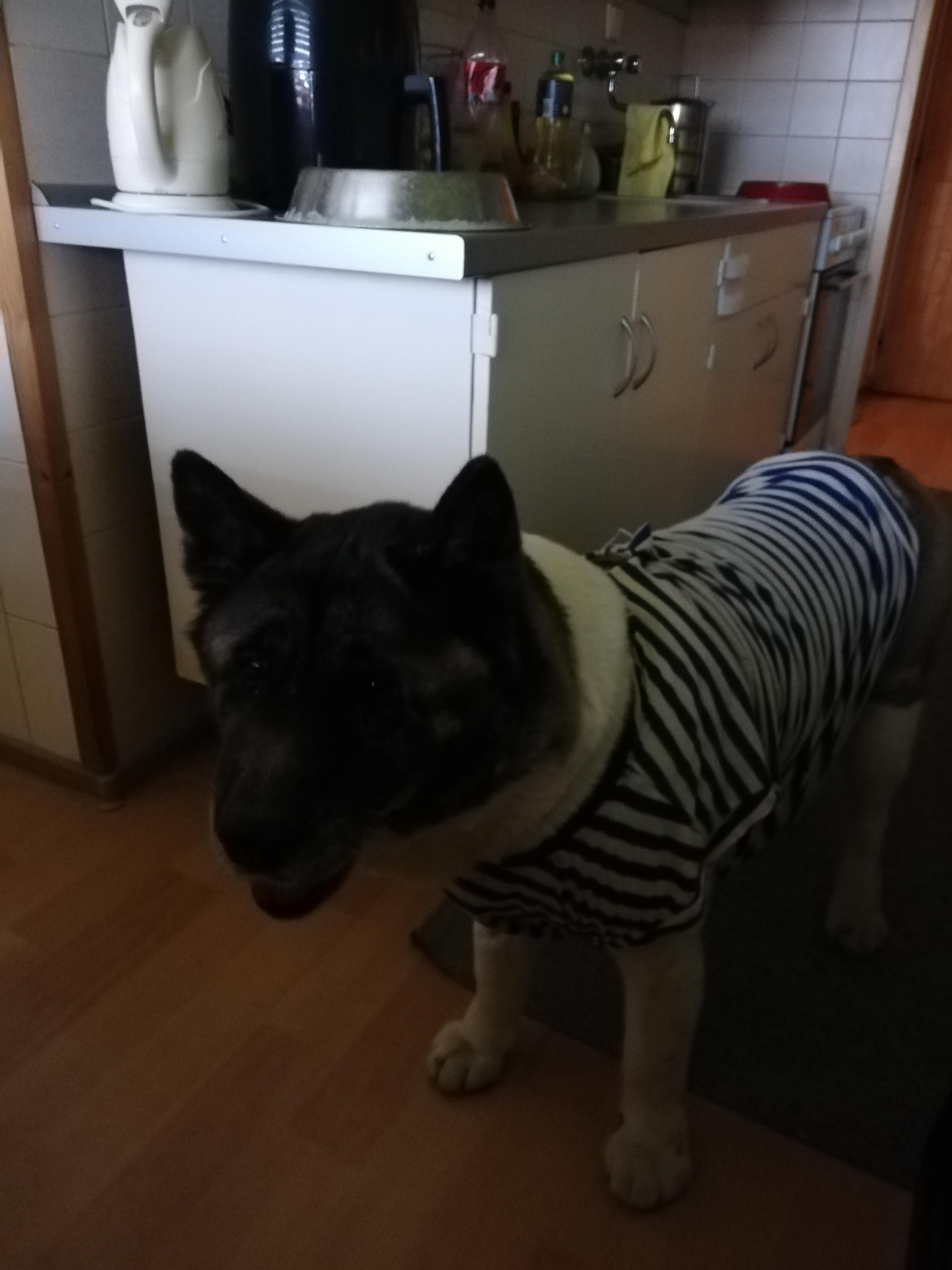Veterinární ordinace Kateřina Dvořáková MVDr. foto 3