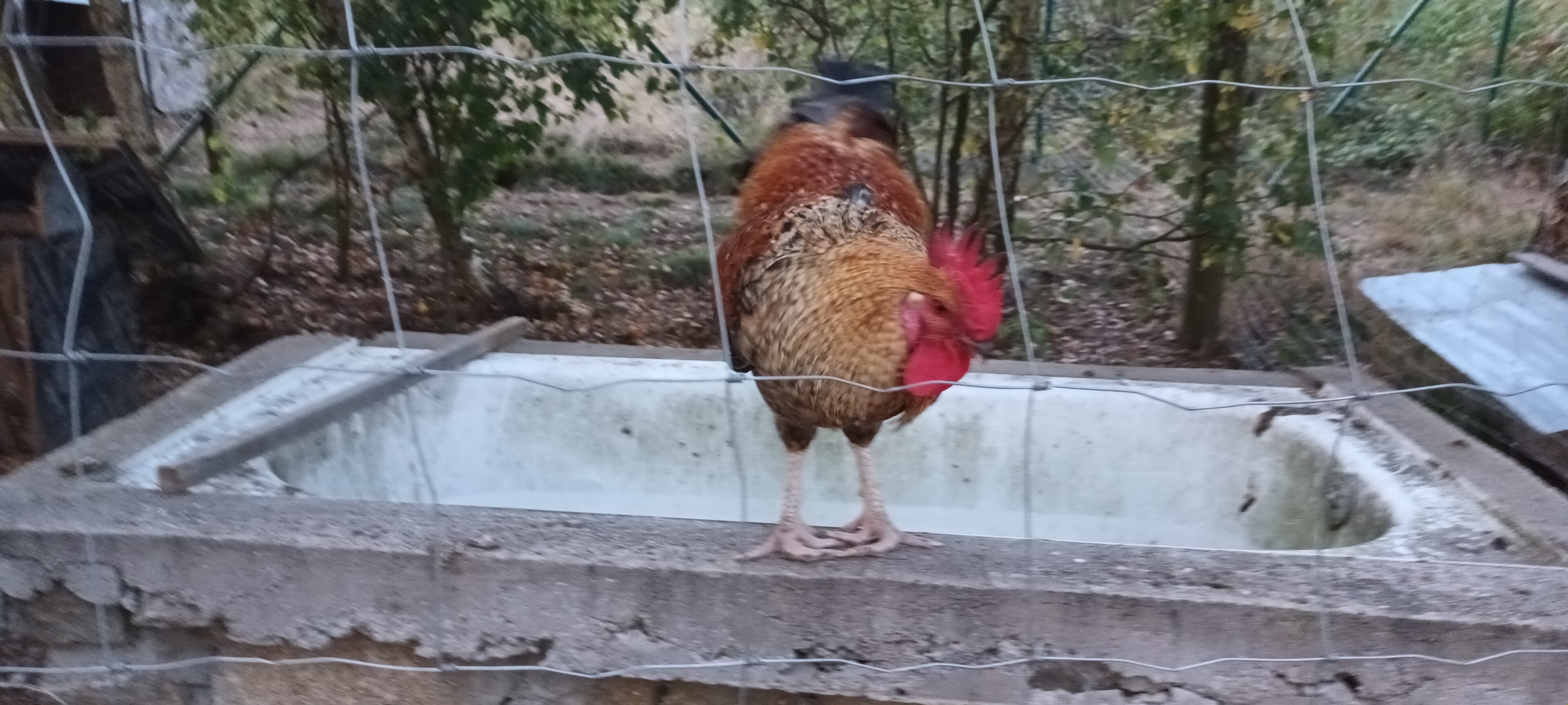 Koupaliště Sázava - ubytování foto 6