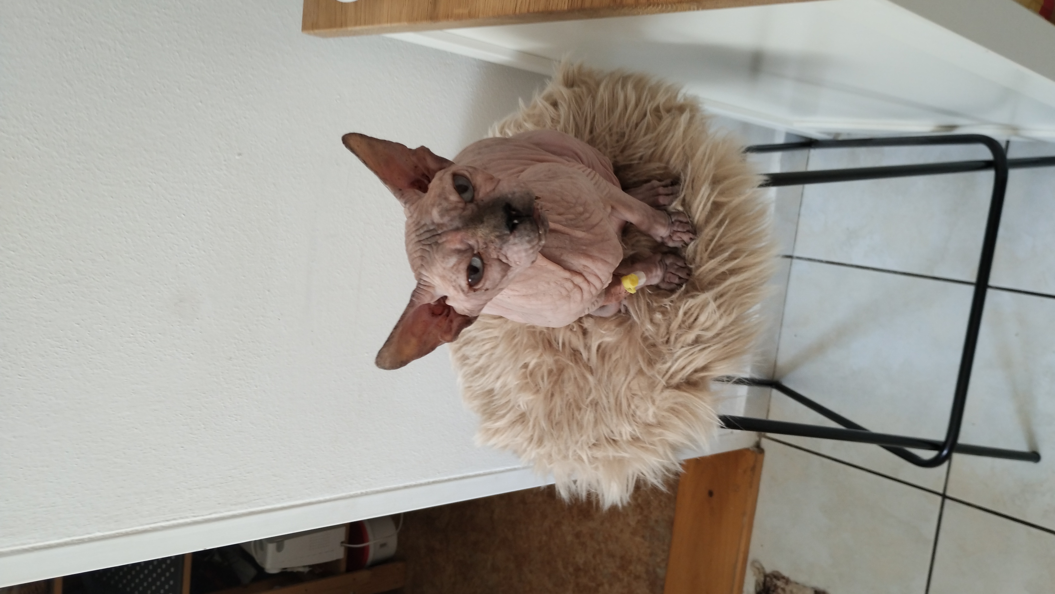 VETCENTRUM - MVDr. Roman Nejez foto 3