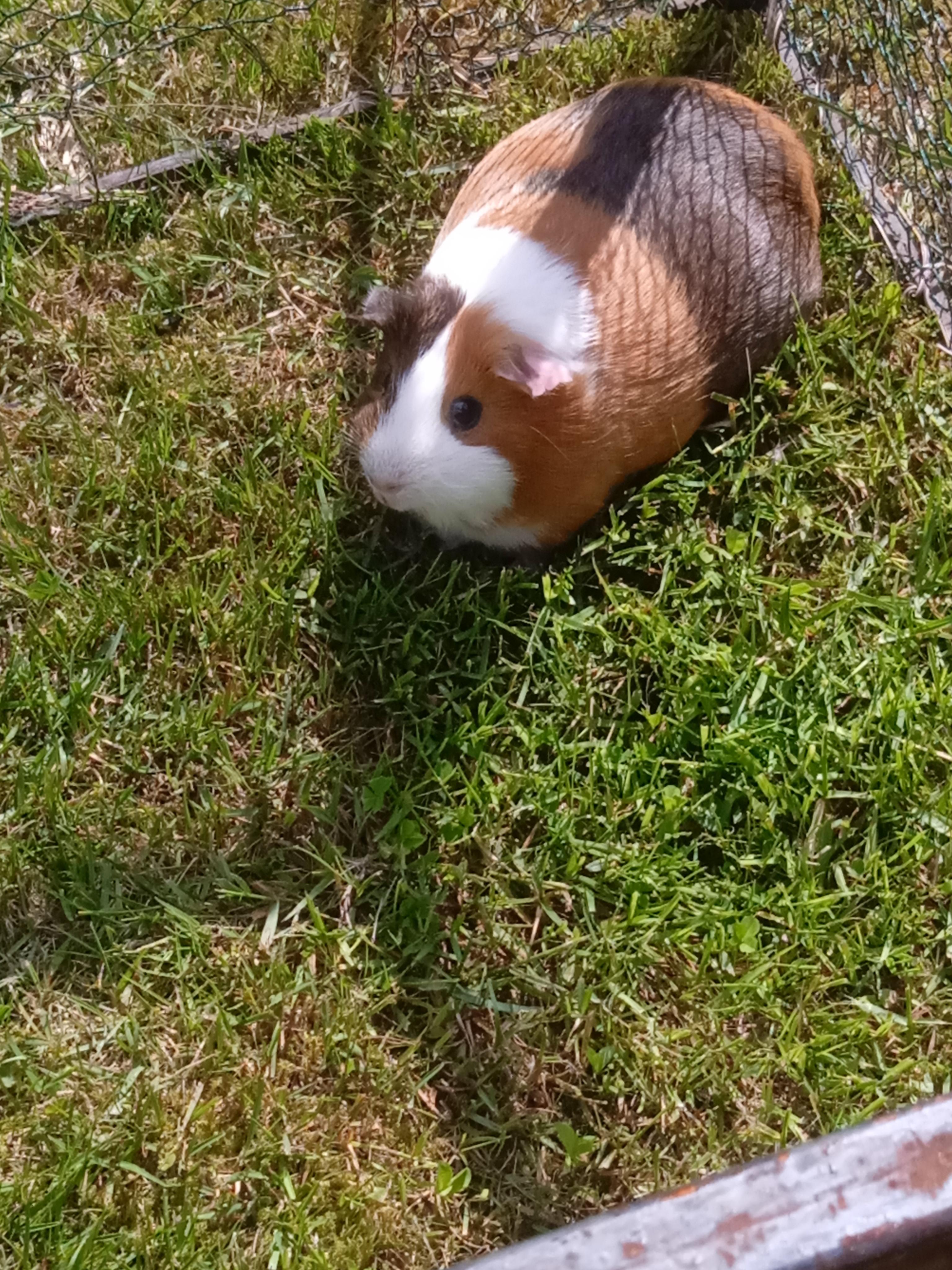 Super zoo foto 5