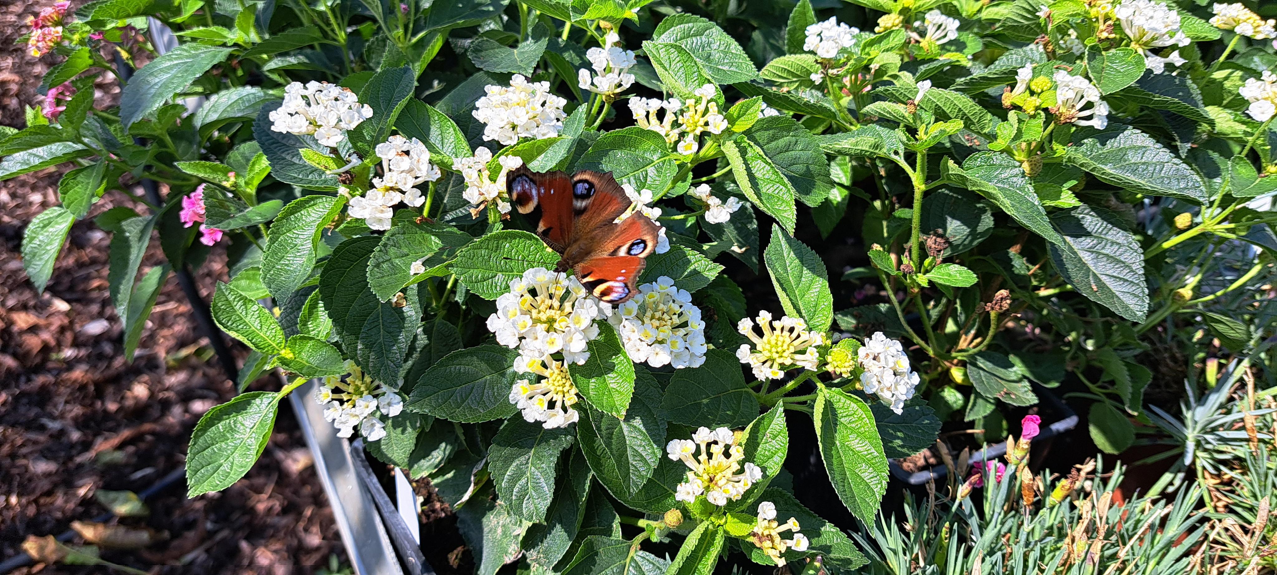 Okrasné školky – Michal Bartoš foto 2