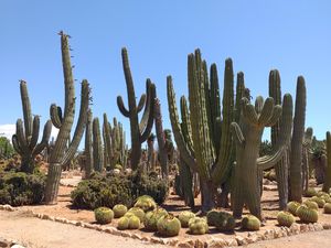 Botanicactus (Garden )  Mapy.com